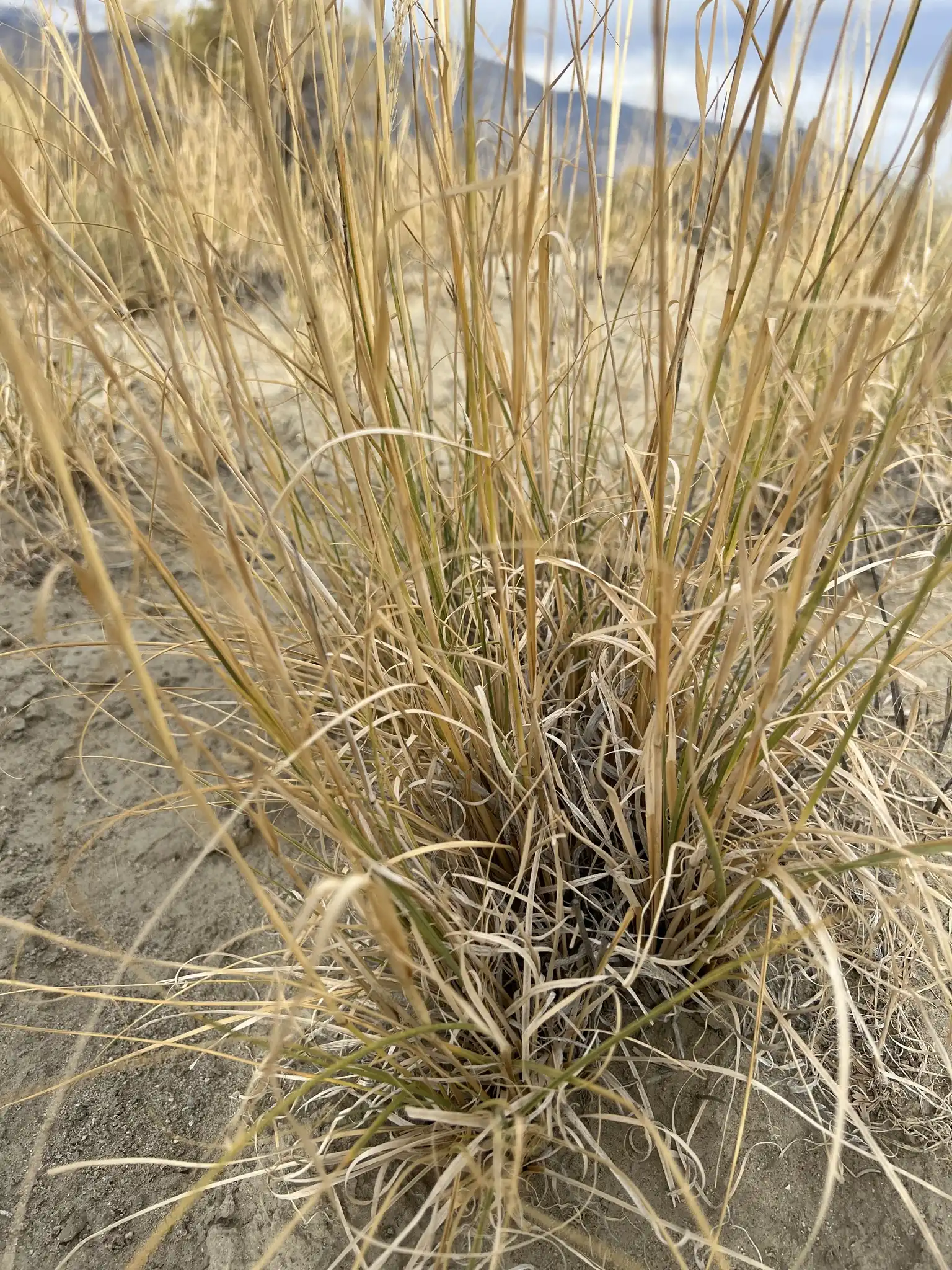 Alkali Sacaton