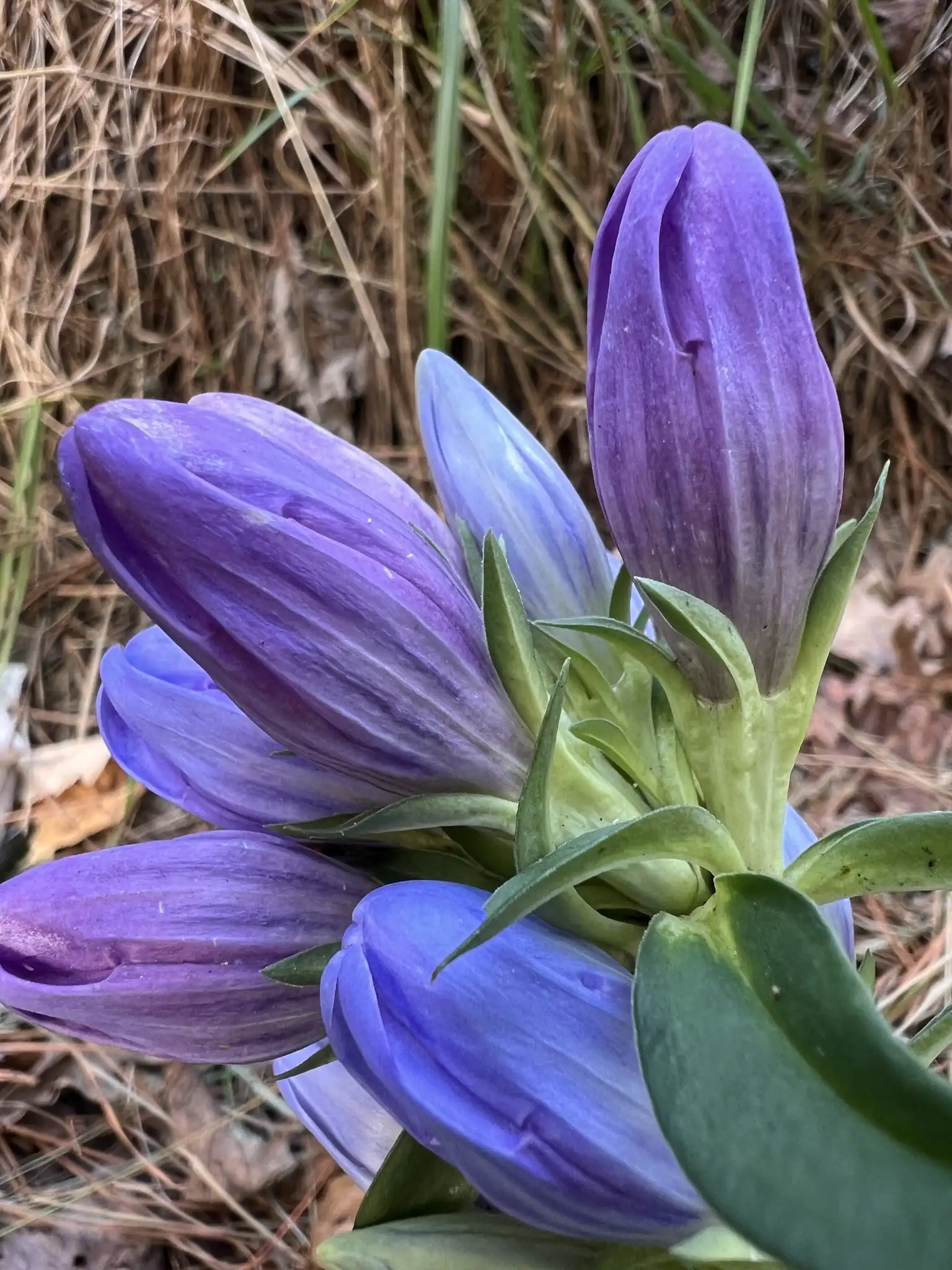 Soapwort Gentian