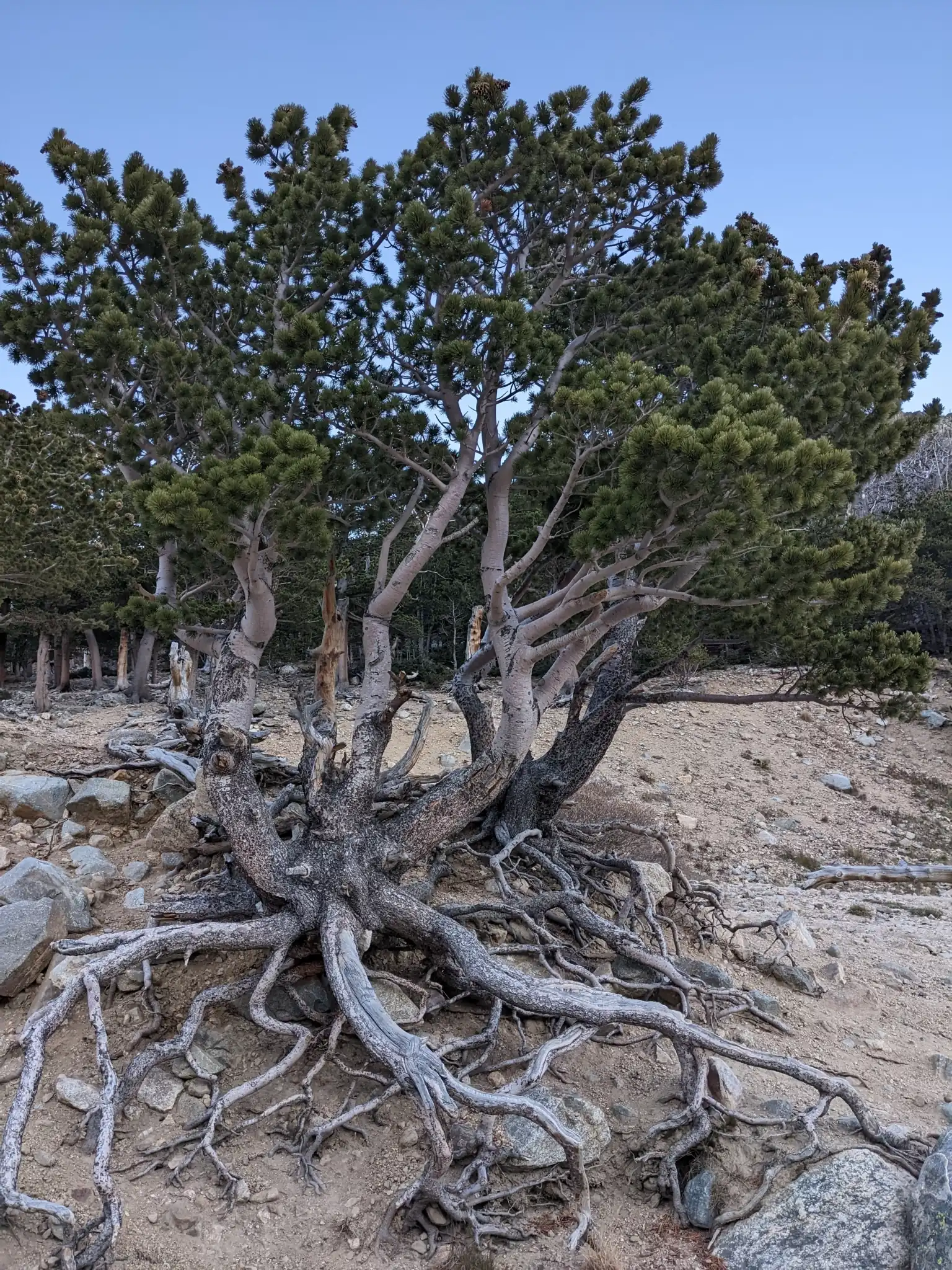 Limber Pine