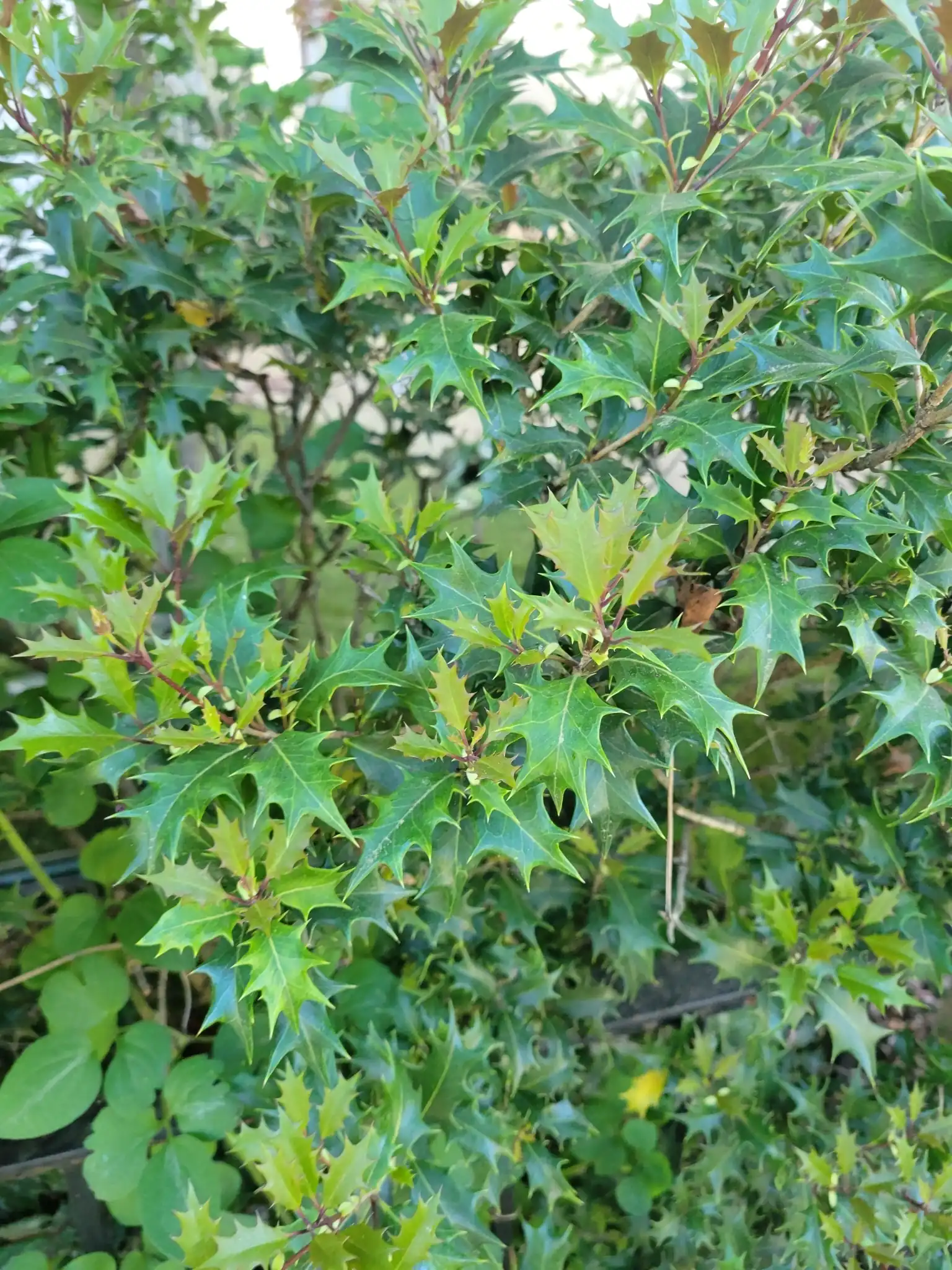 Holly Osmanthus