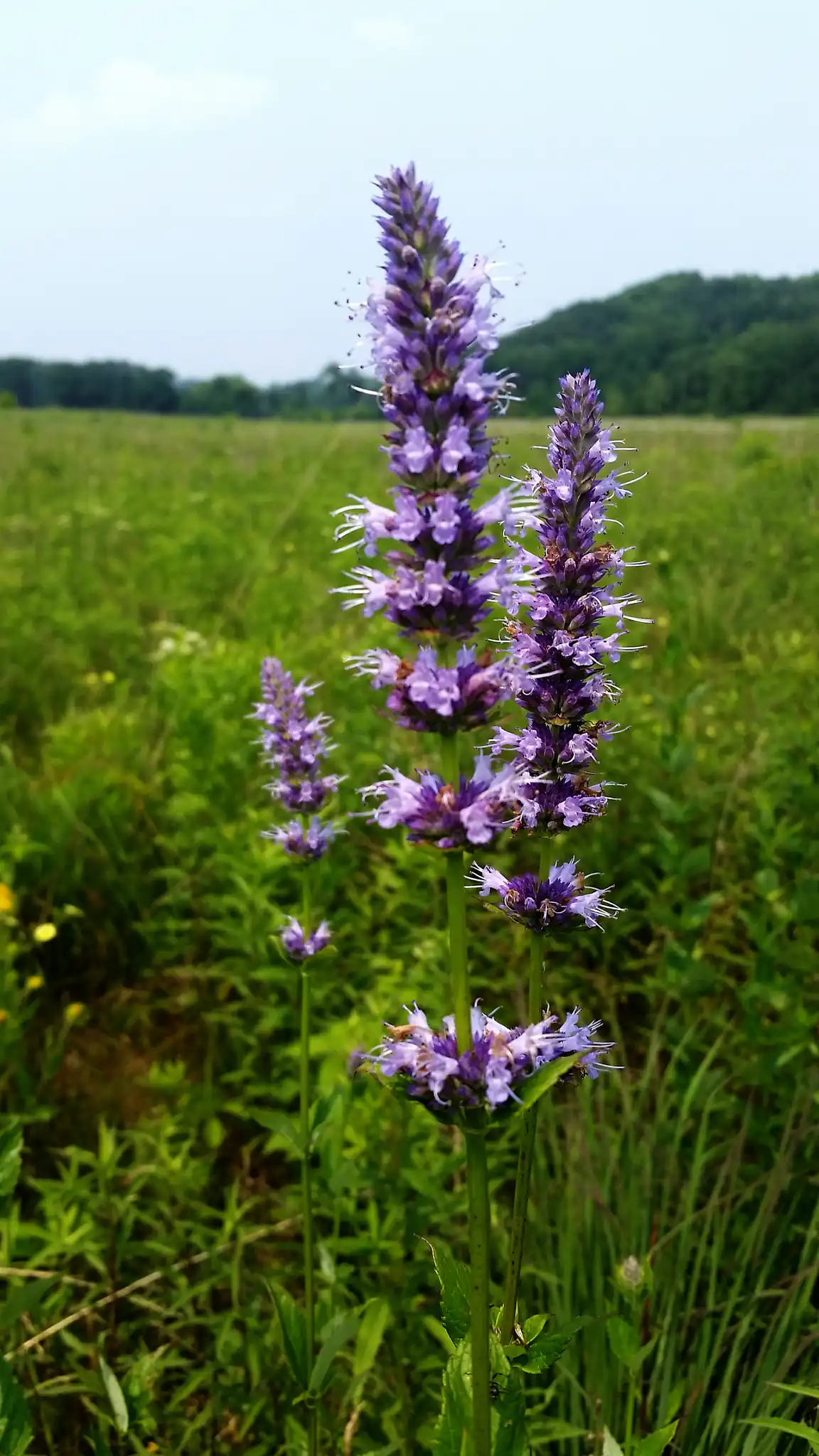 Anise Hyssop