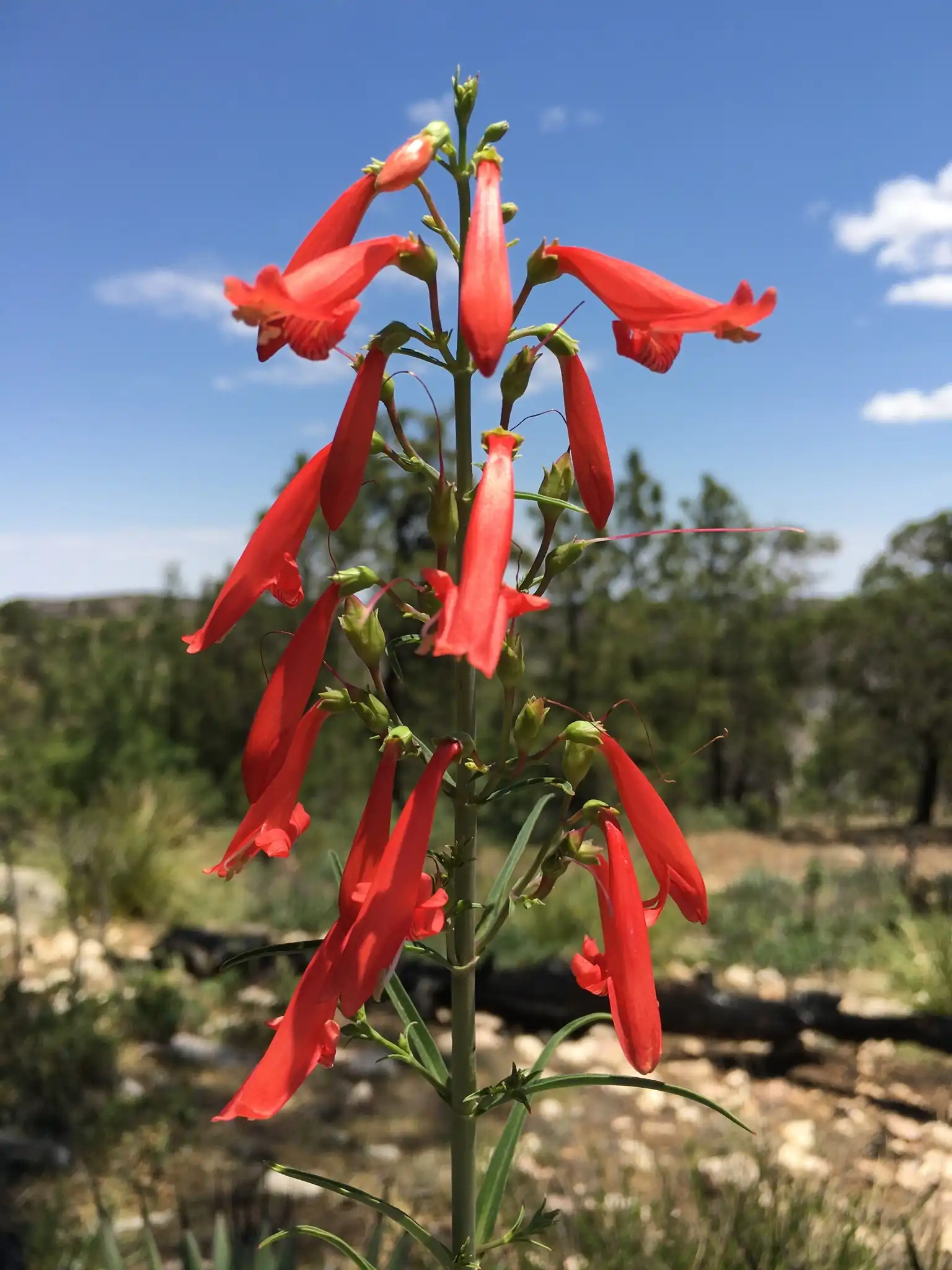 Scarlet Beardtongue
