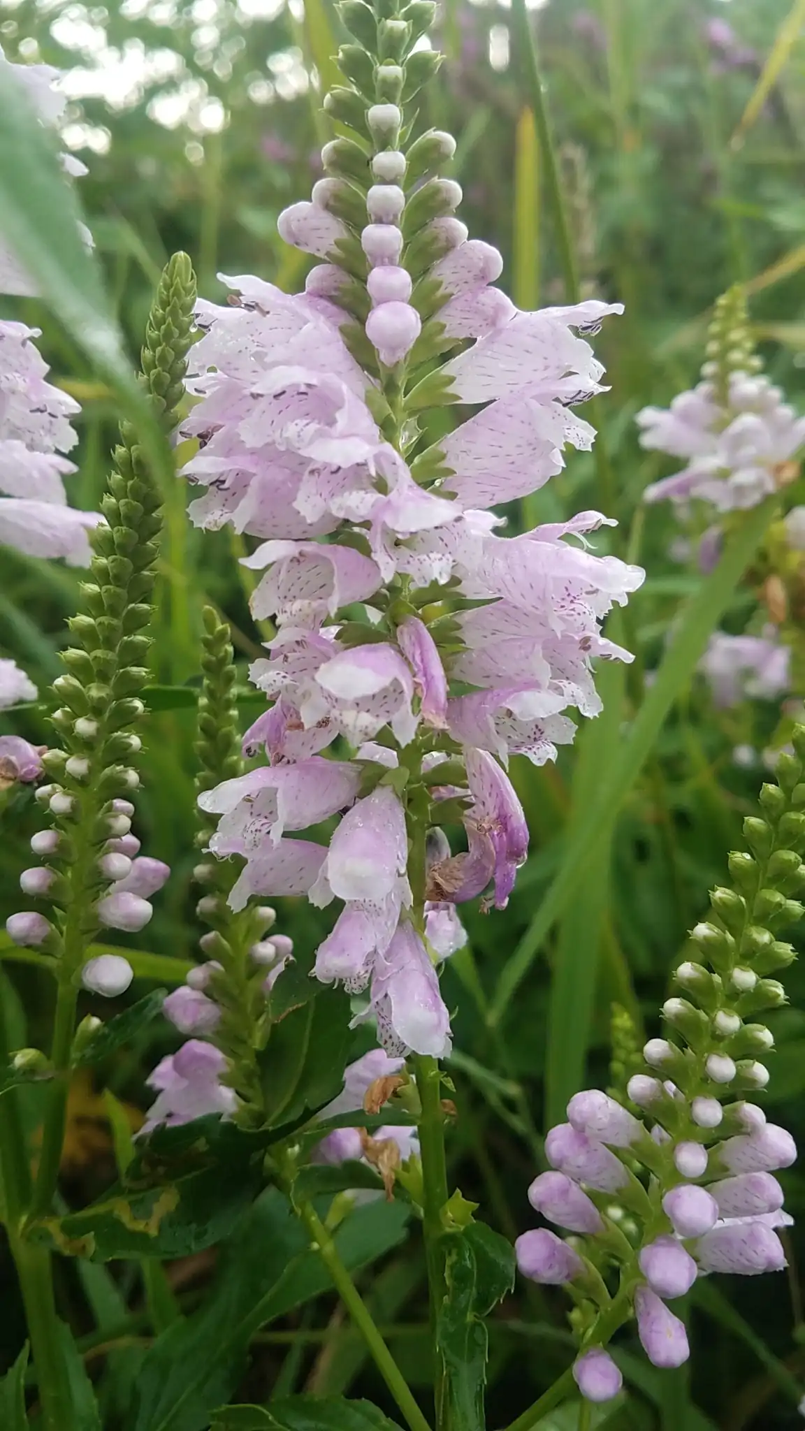 Obedient Plant