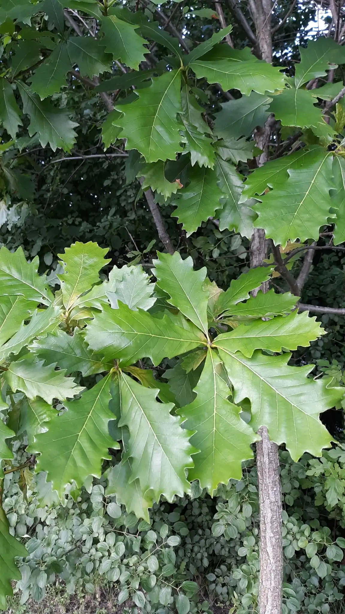 Swamp White Oak