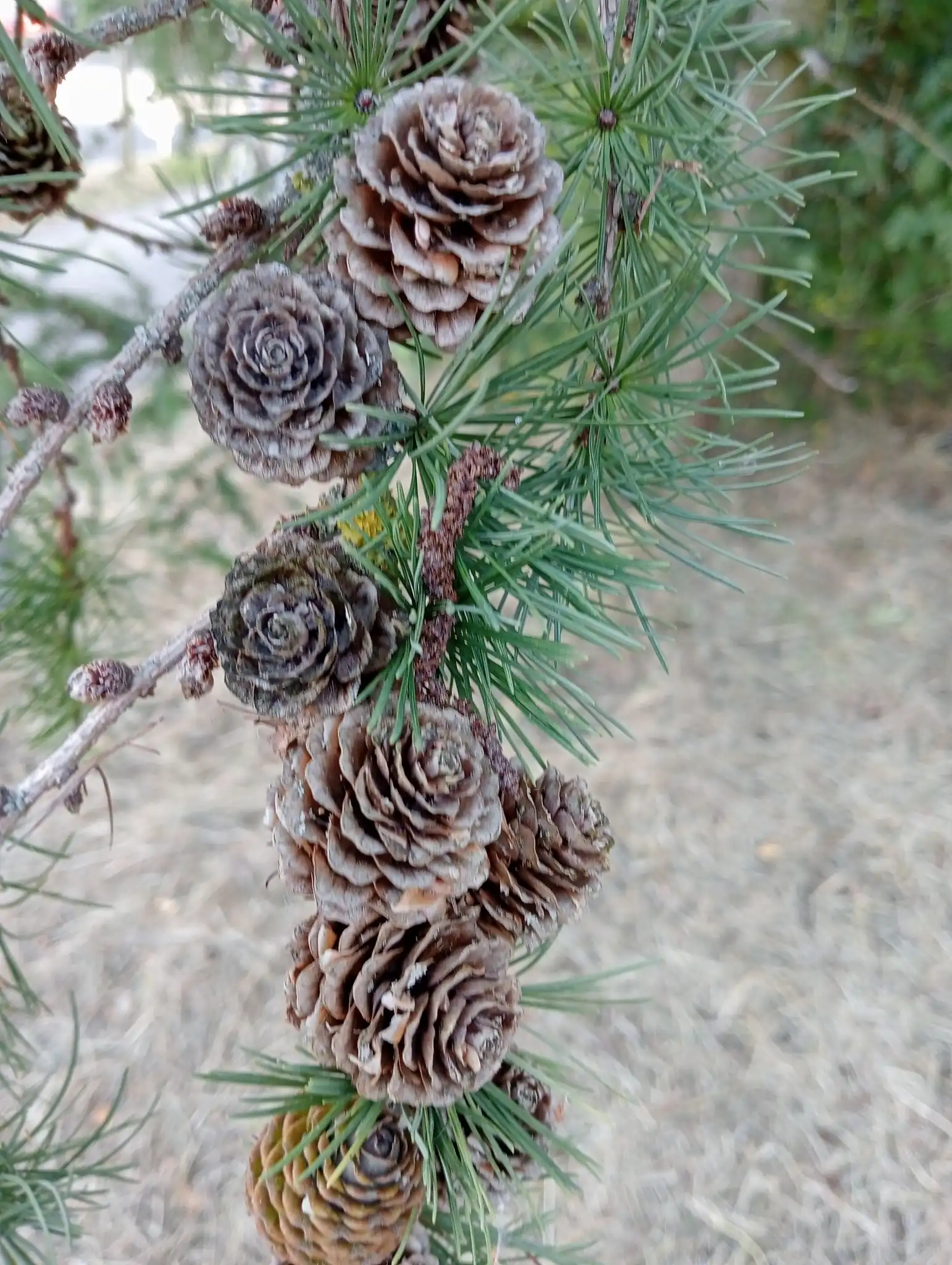 Weeping European Larch