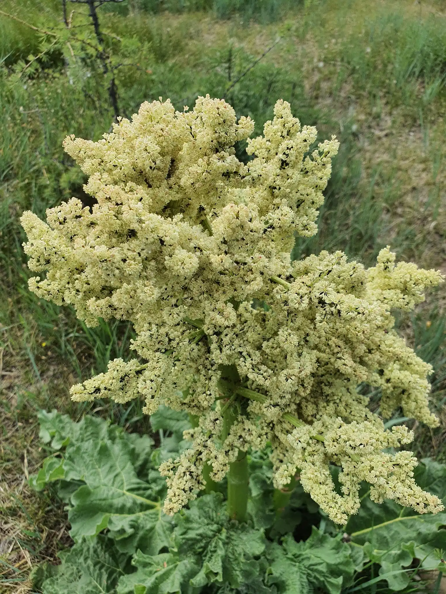 Rhubarb