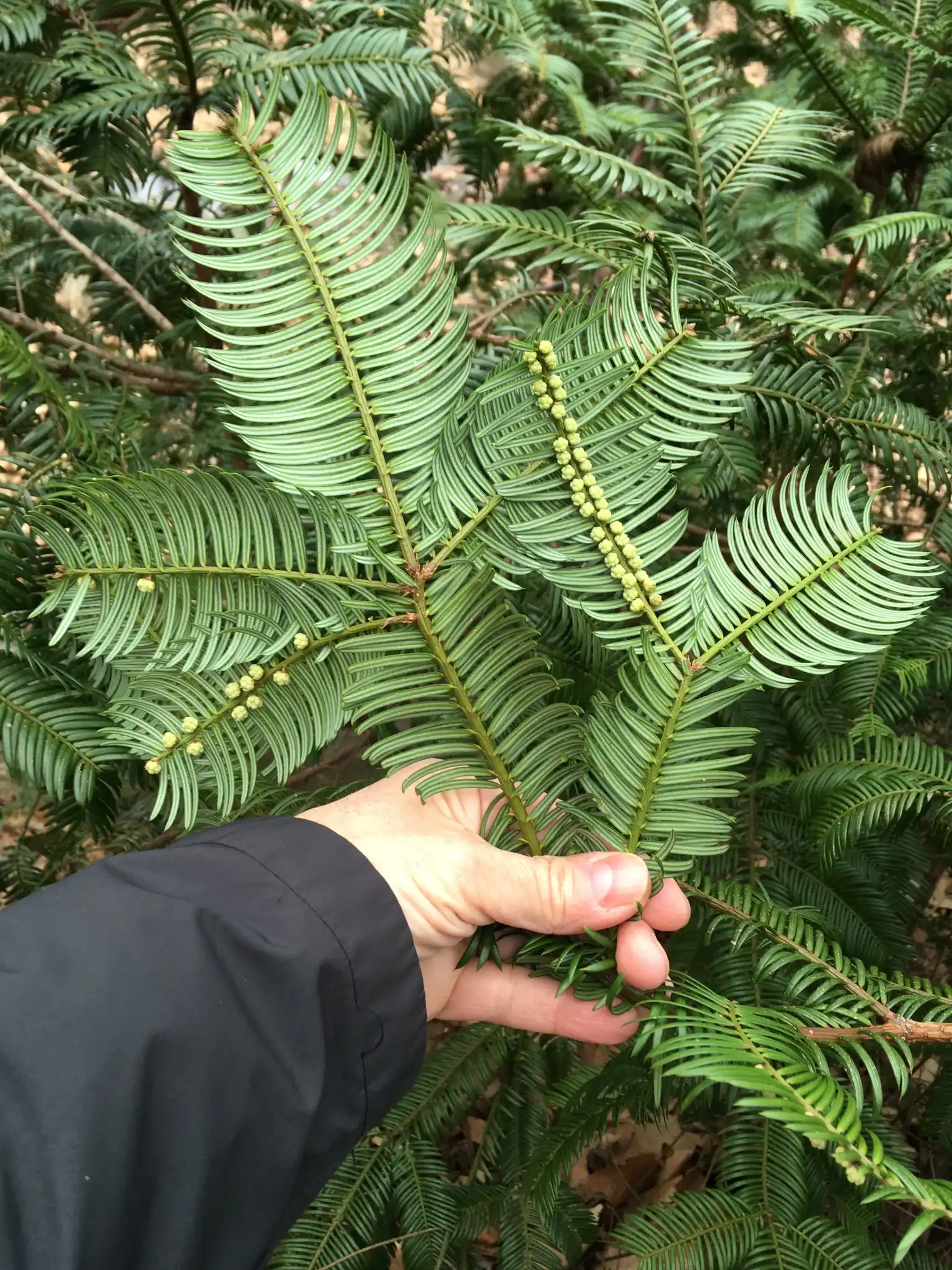 Japanese Plum Yew