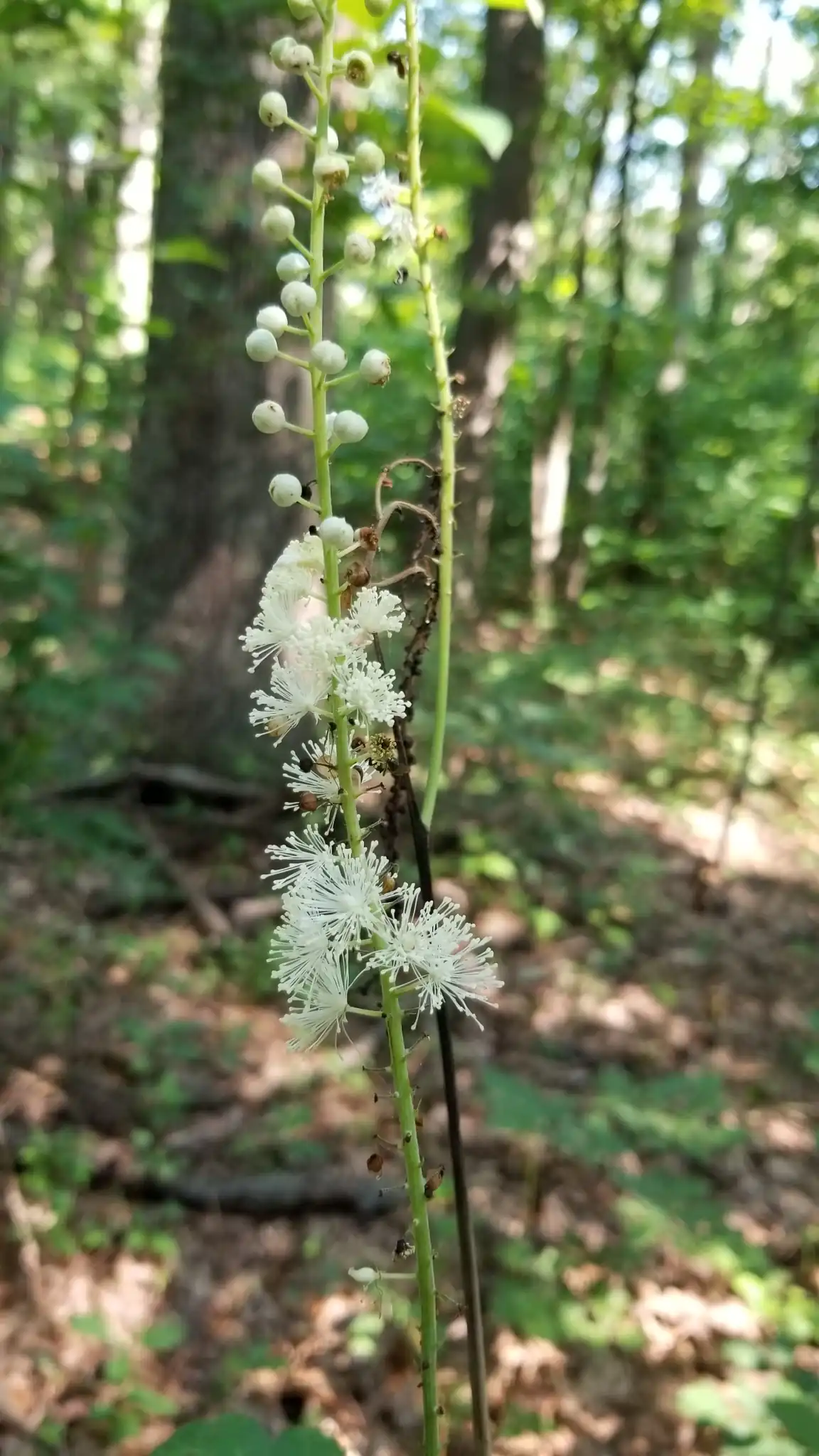 Black Cohosh