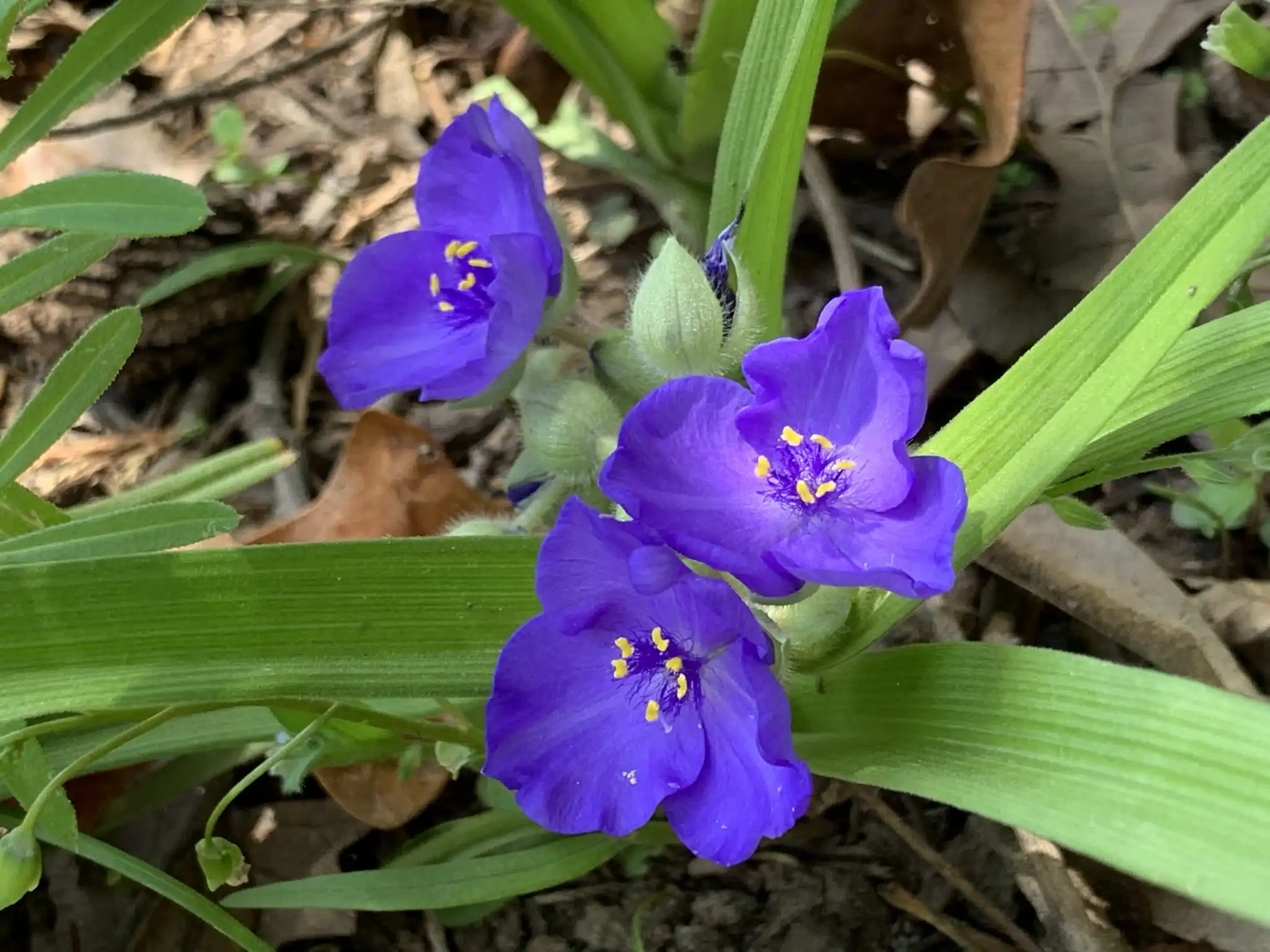 Virginia Spiderwort