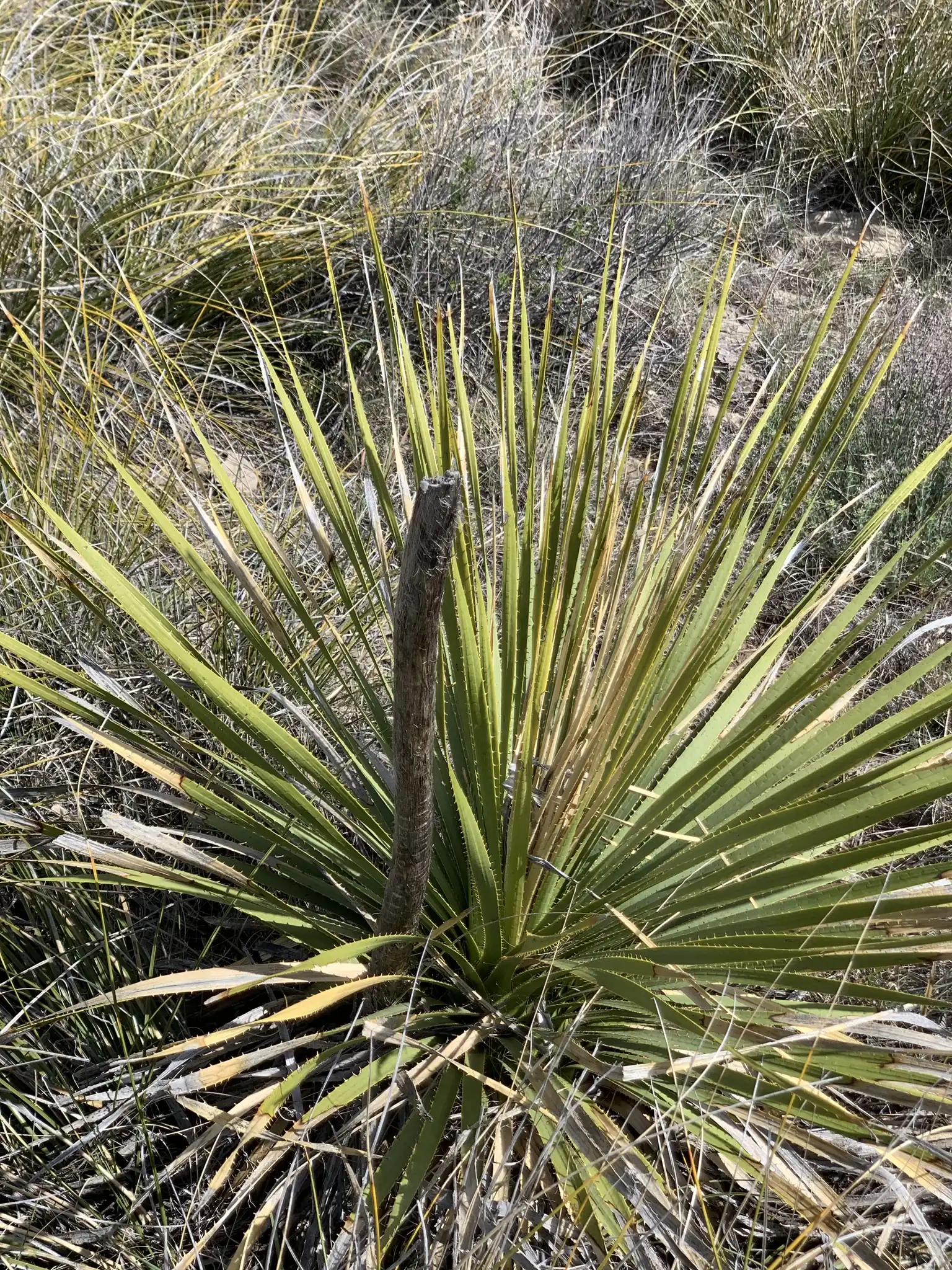Green Sotol