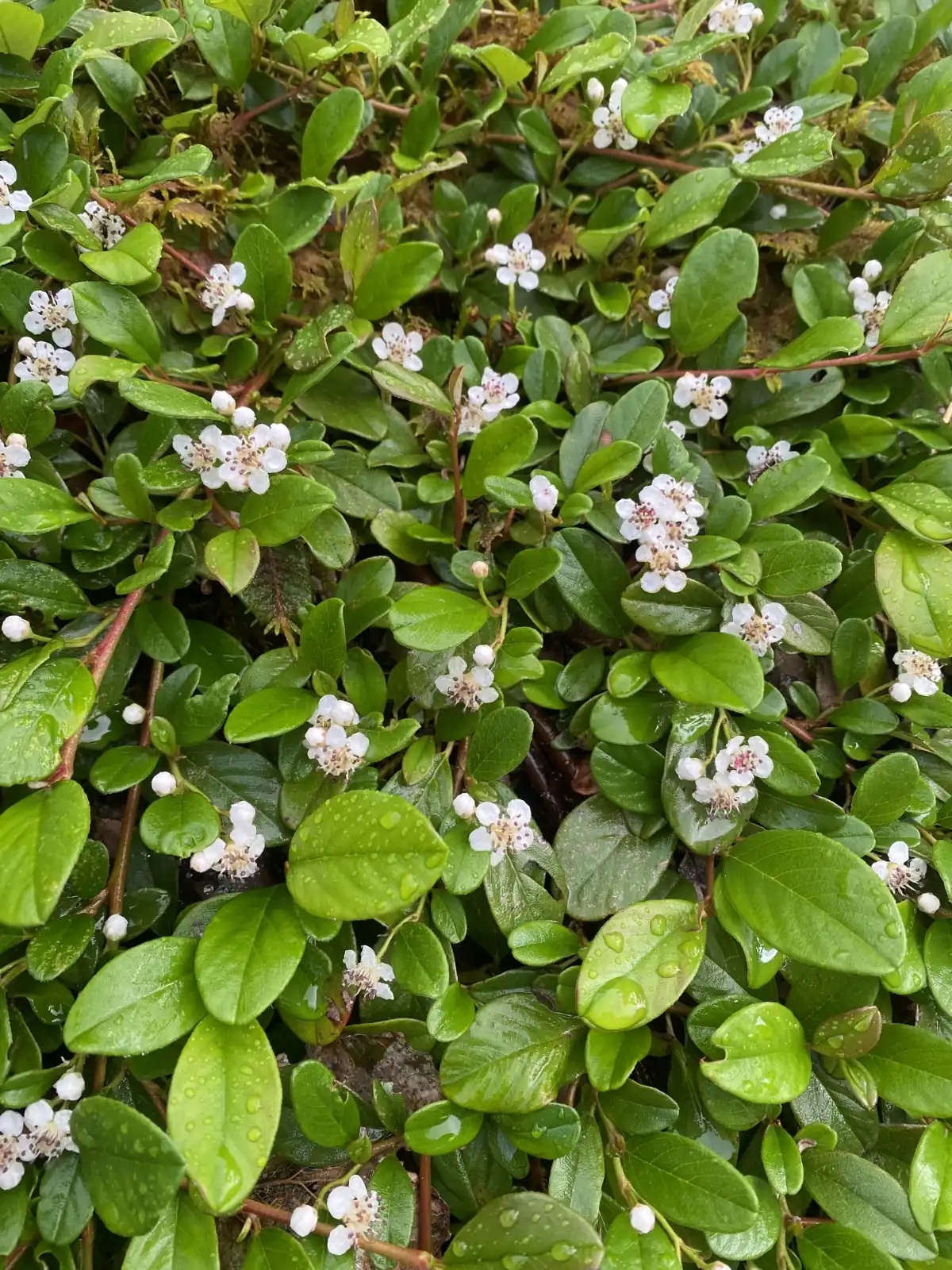 Bearberry Cotoneaster