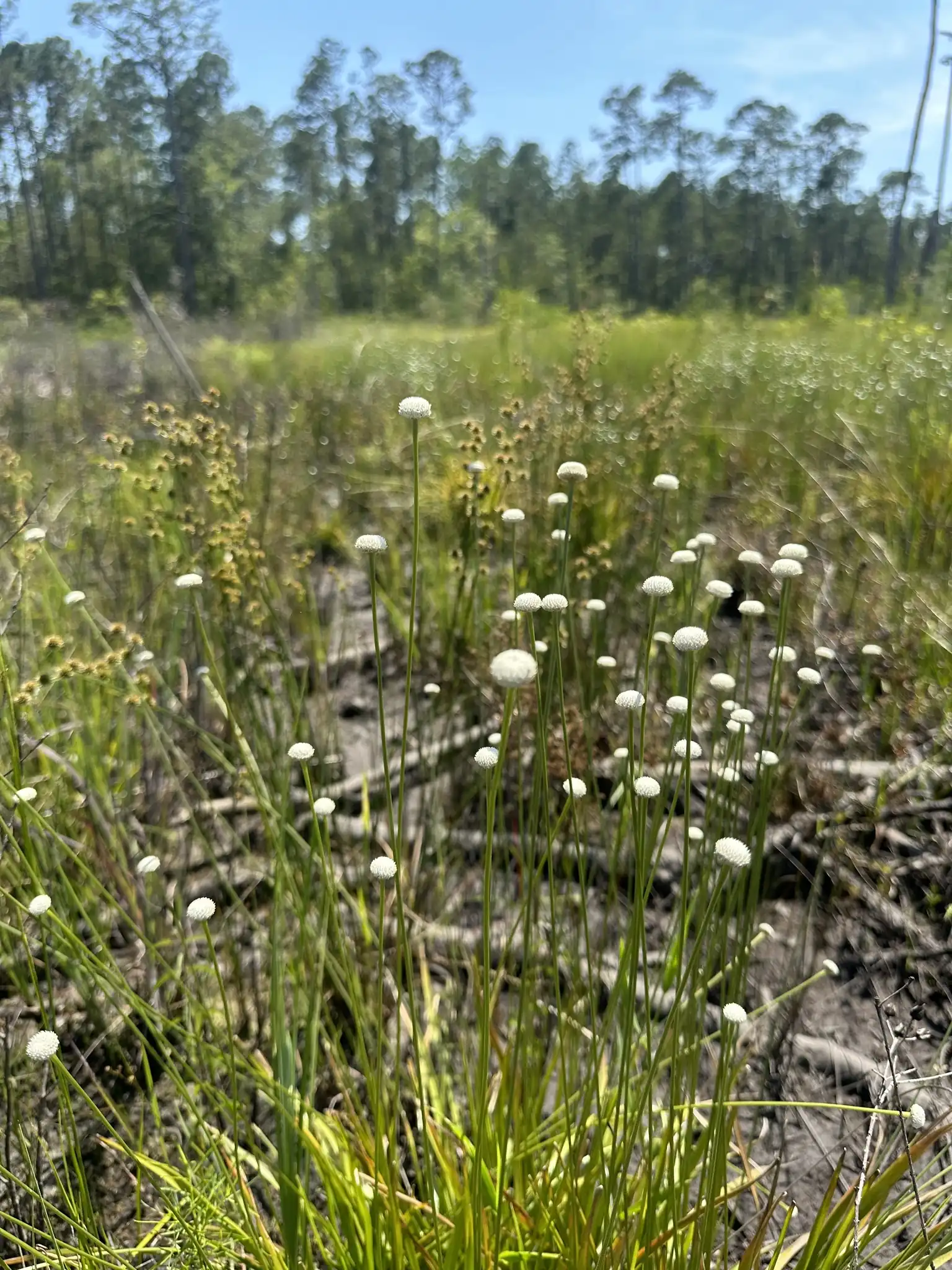 Ten-angled Pipewort