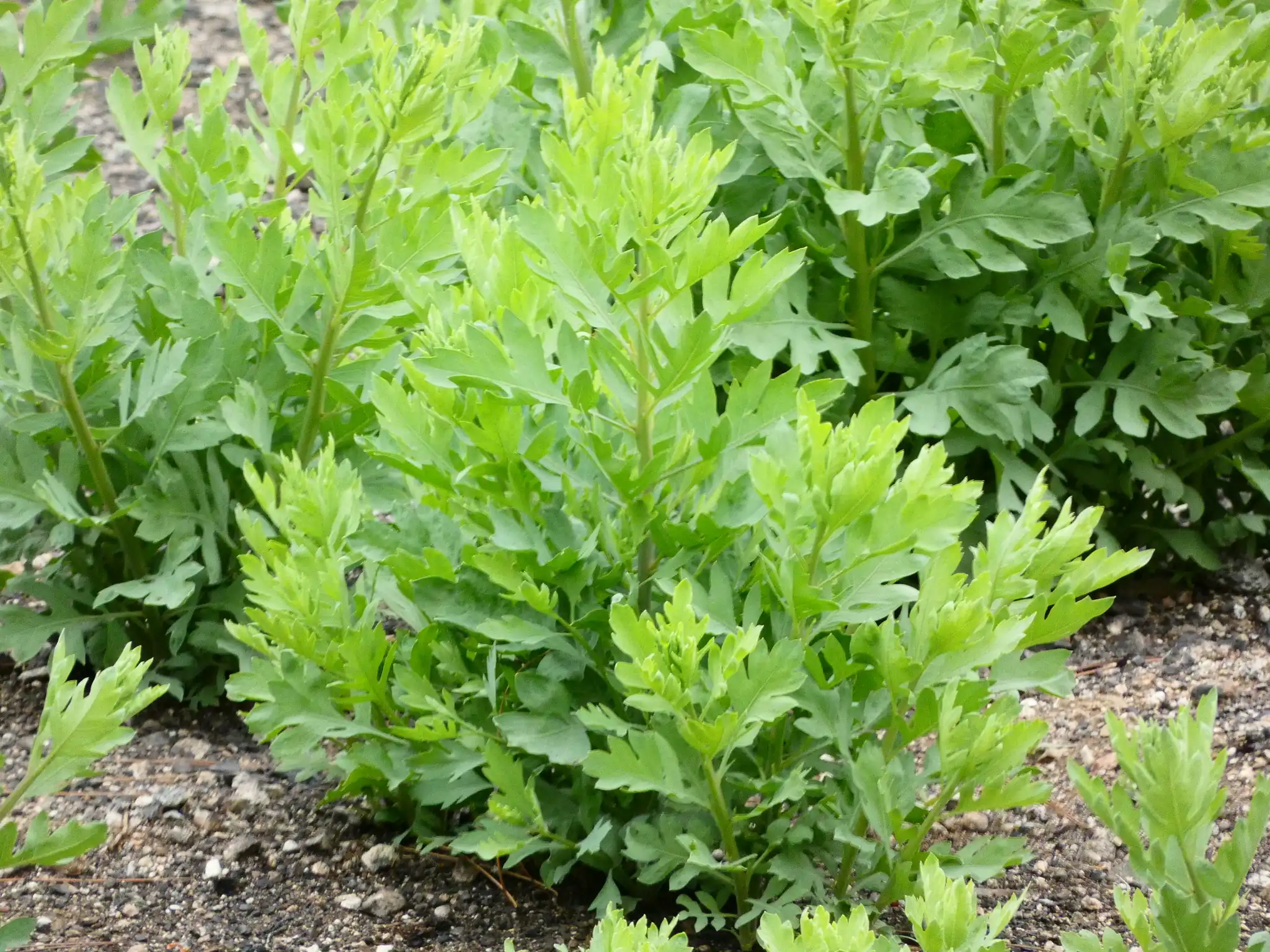 Matilija Poppy