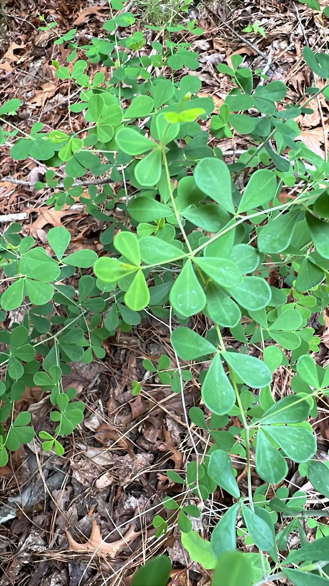 Wild Indigo