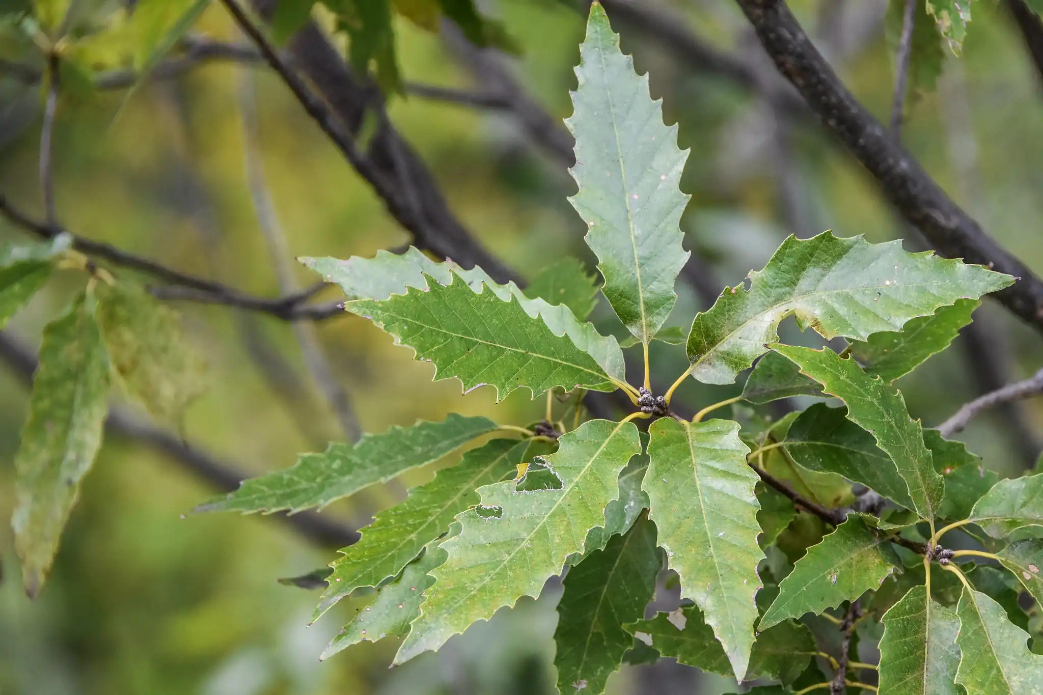Chinkapin Oak