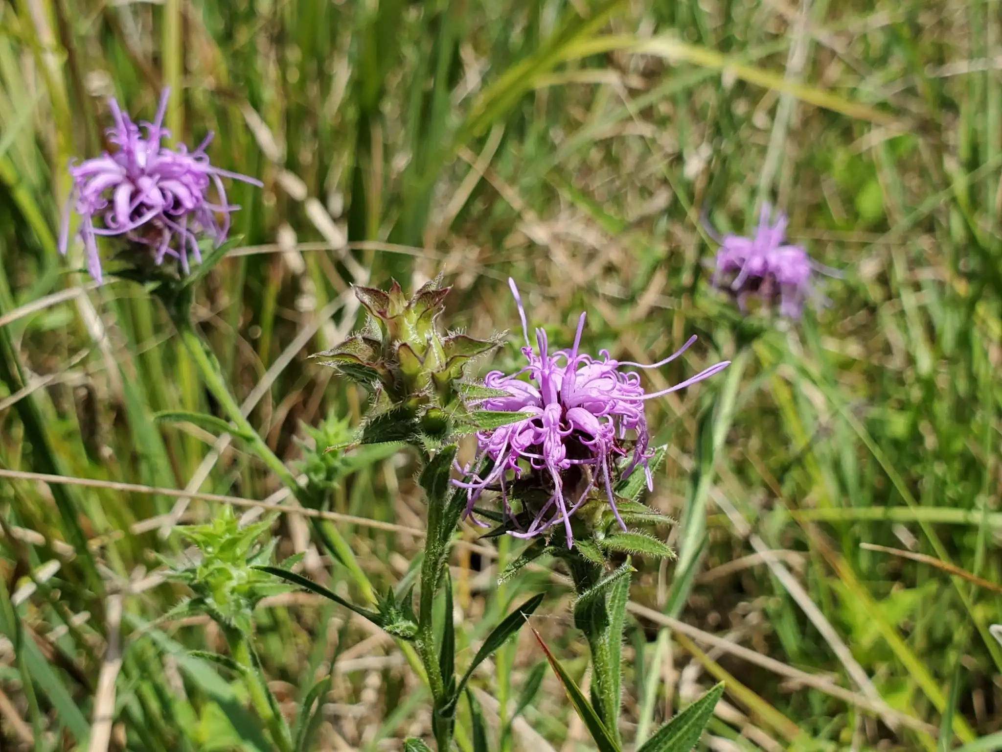 Scaly Blazing Star