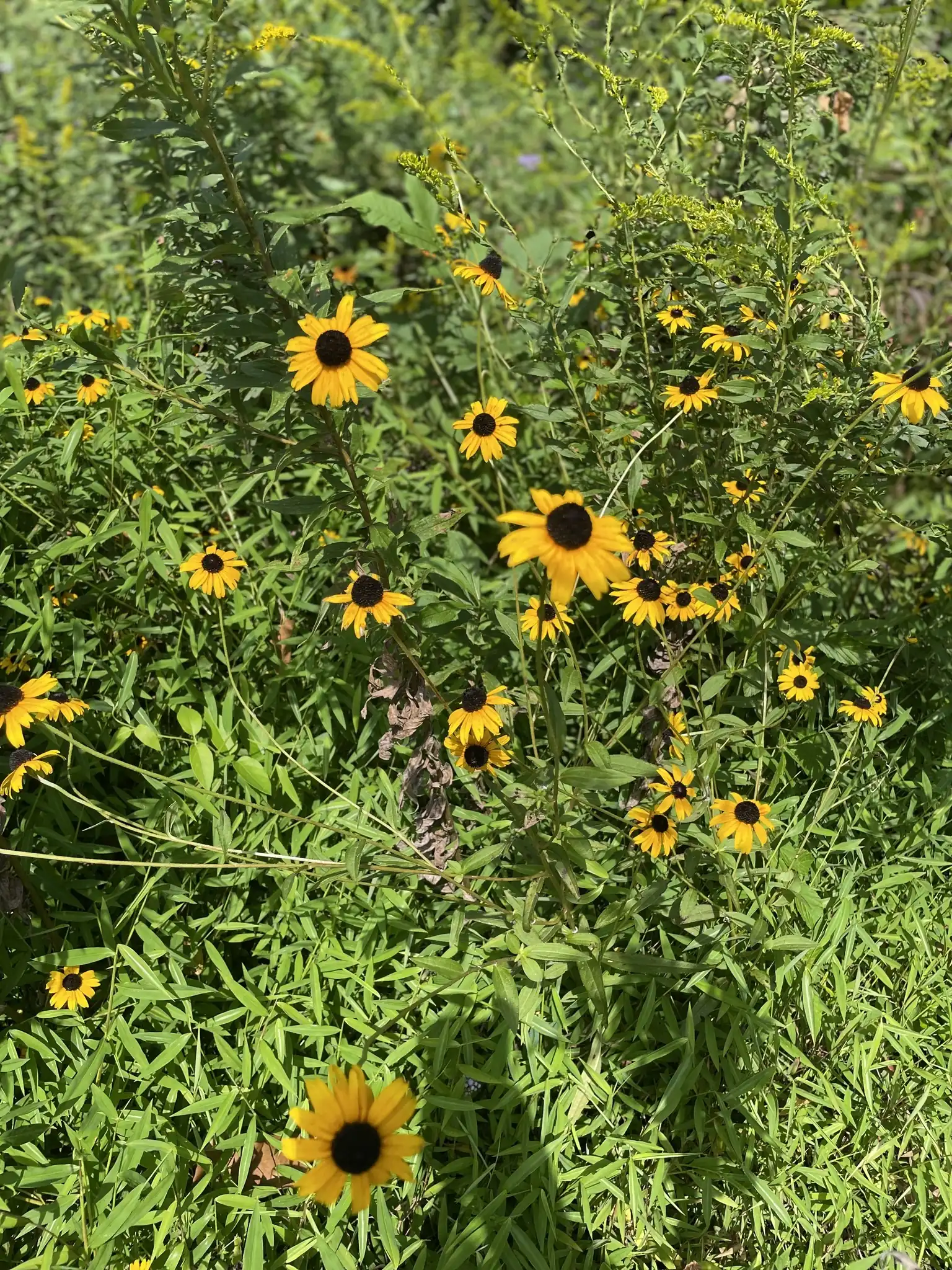 Orange Coneflower