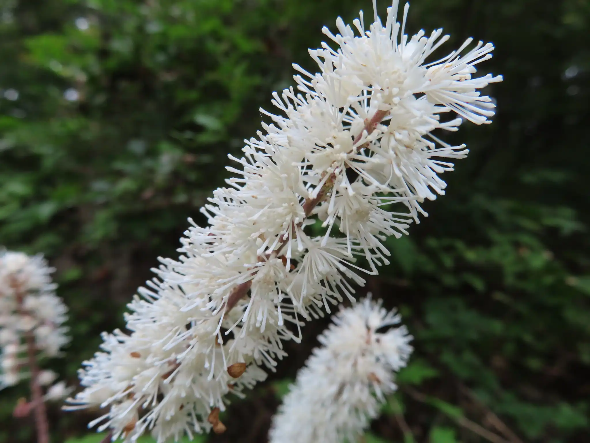 Kamchatka Bugbane