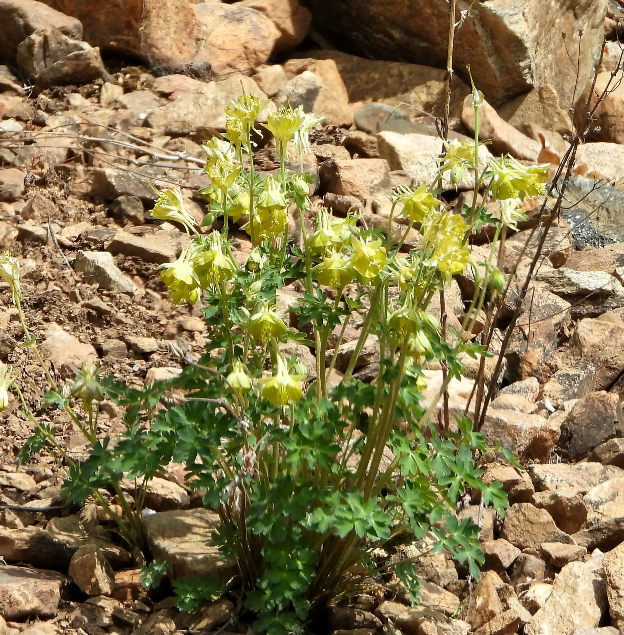 Columbine