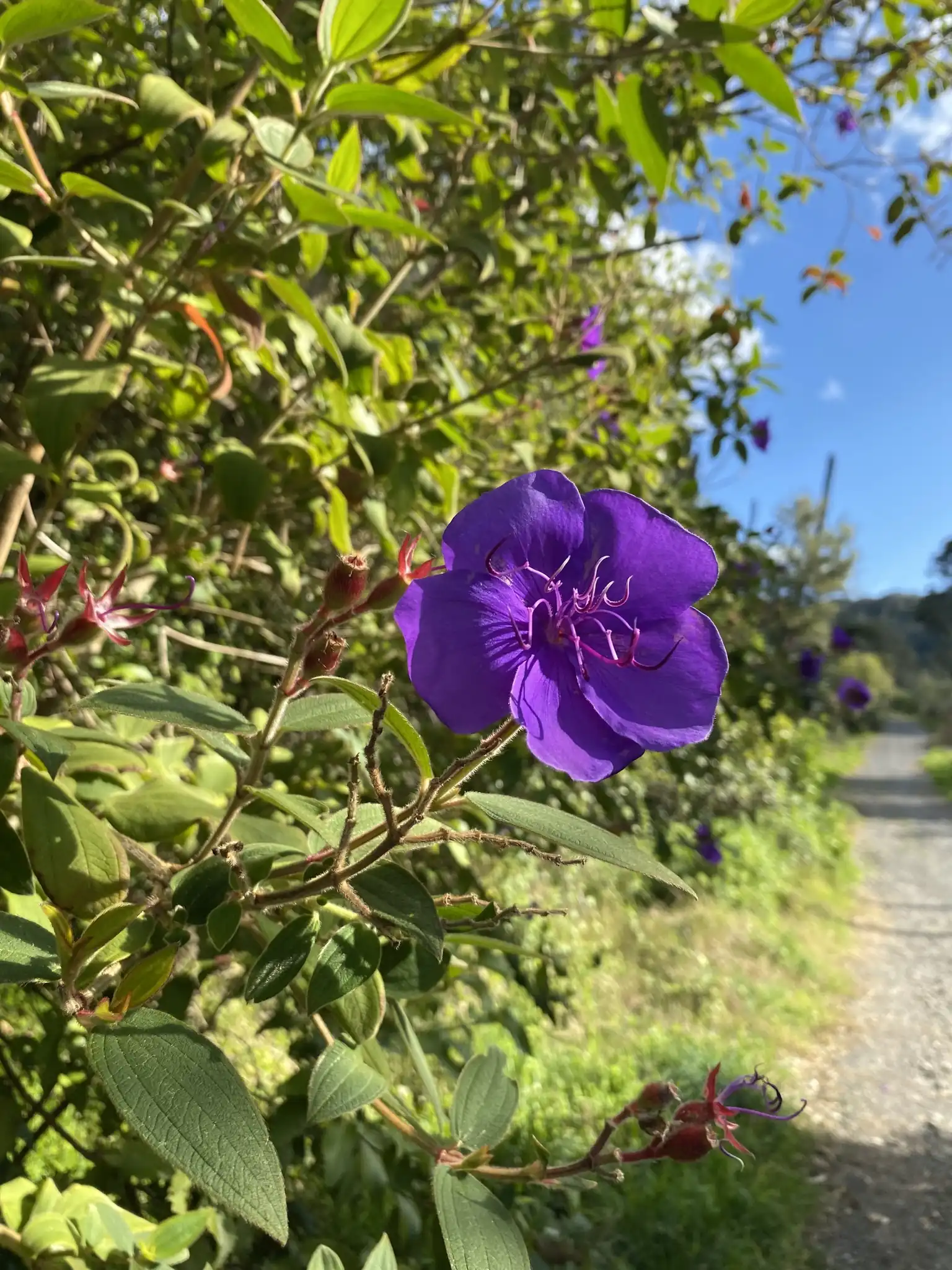 Princess Flower