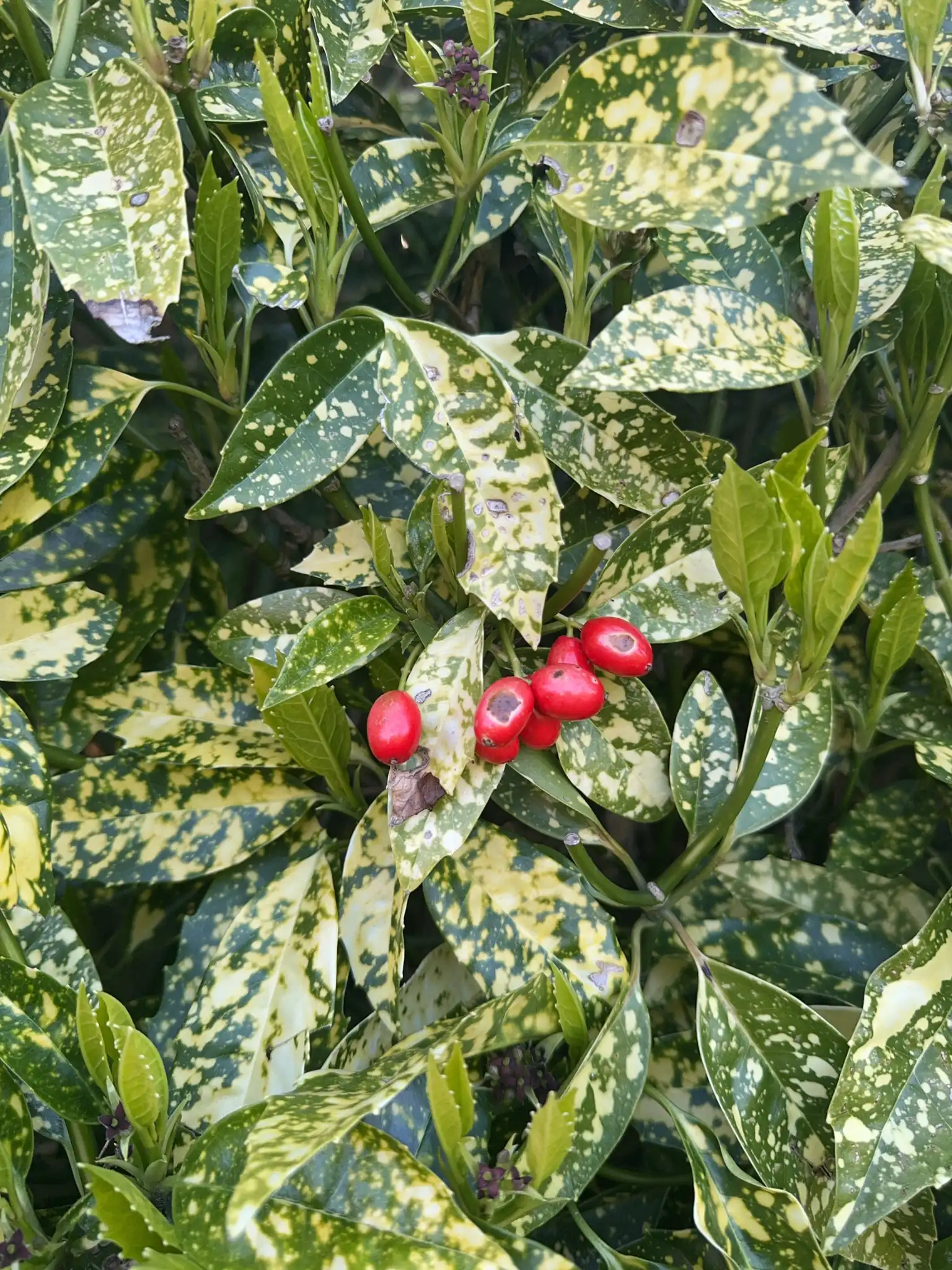 Japanese Aucuba