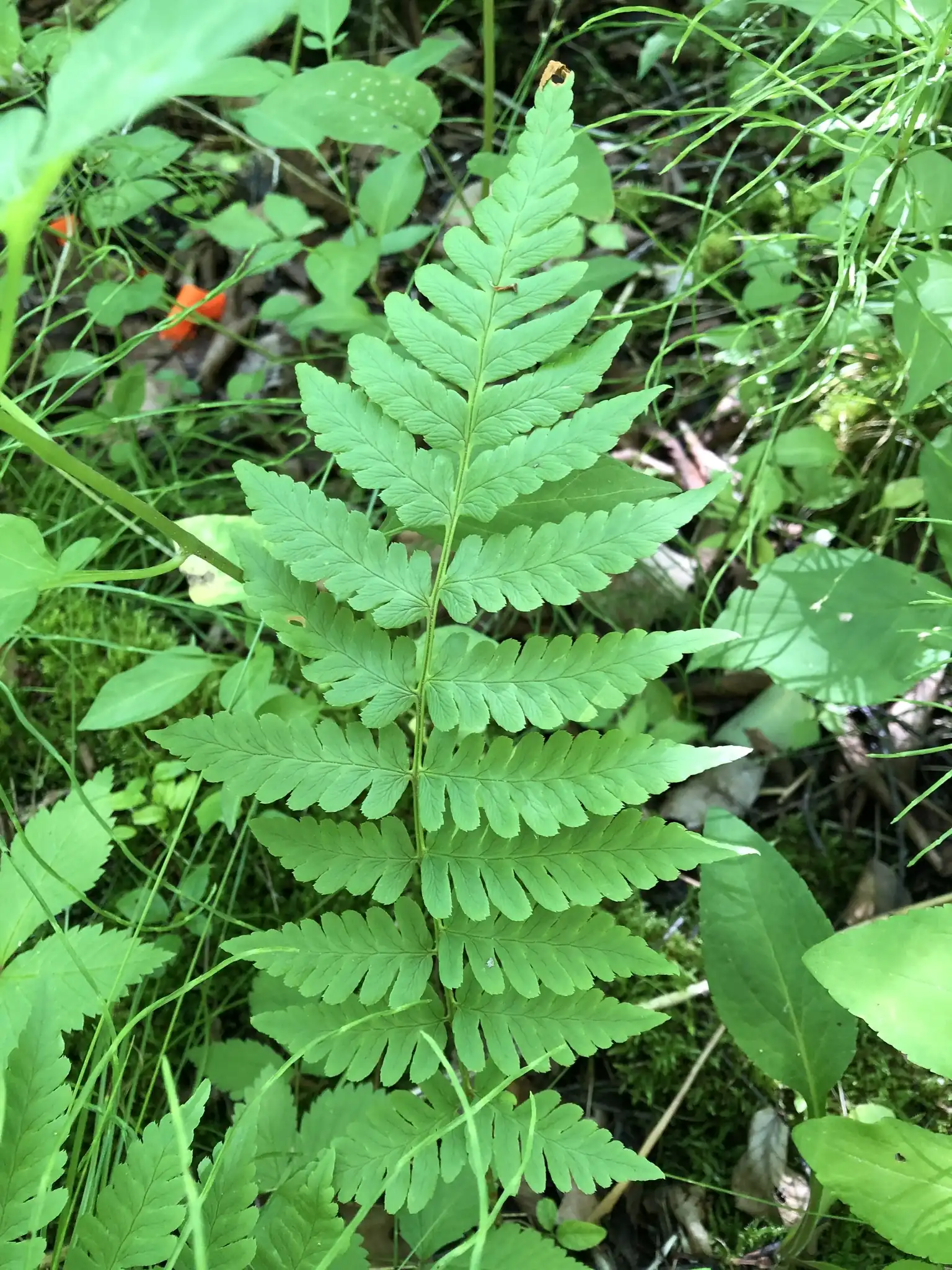 Clinton's Wood Fern