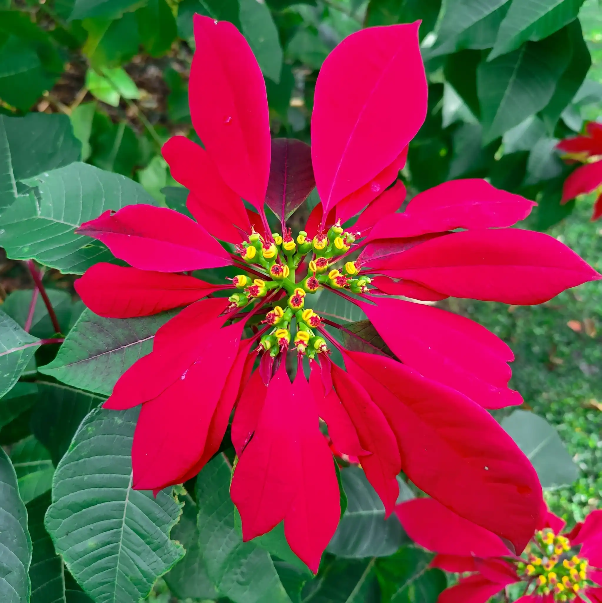Poinsettia
