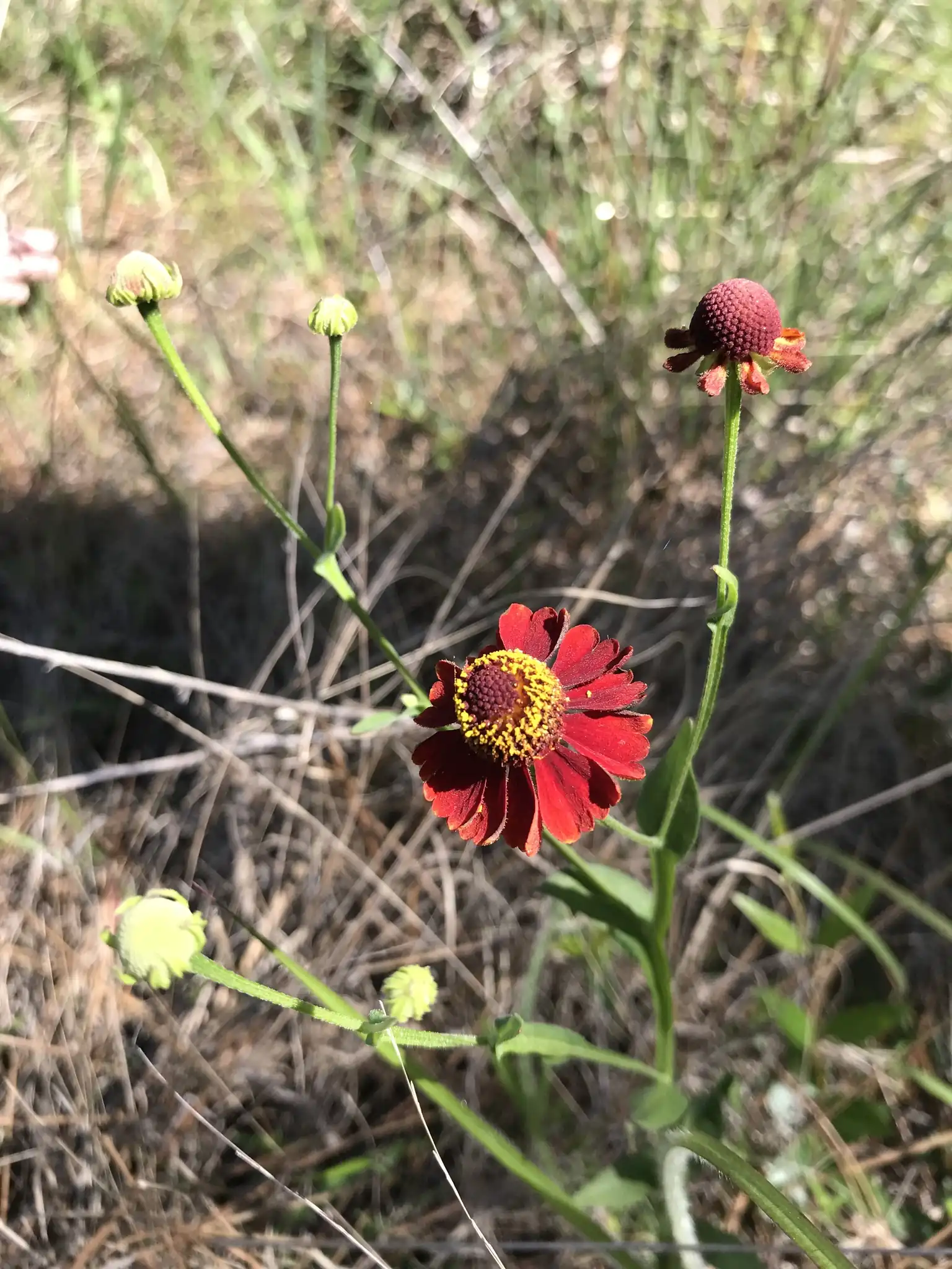 Purple-headed Sneezeweed