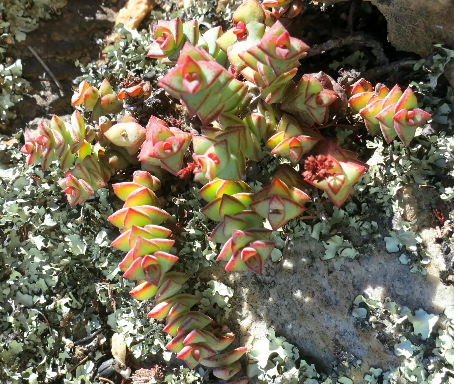 String of Buttons