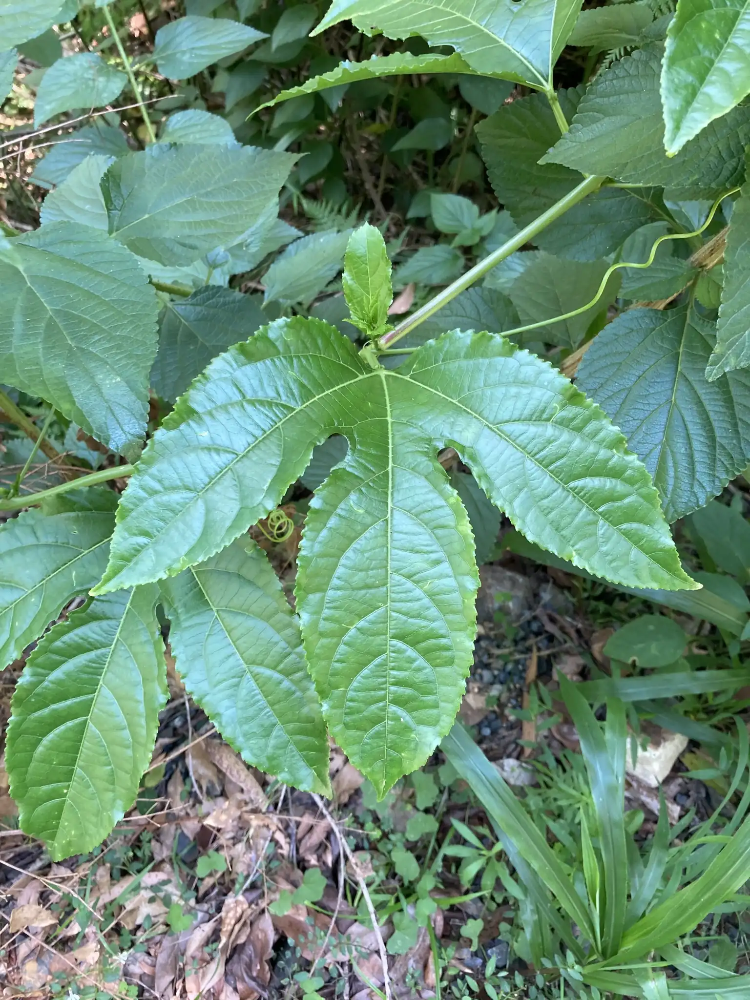 Passion Fruit