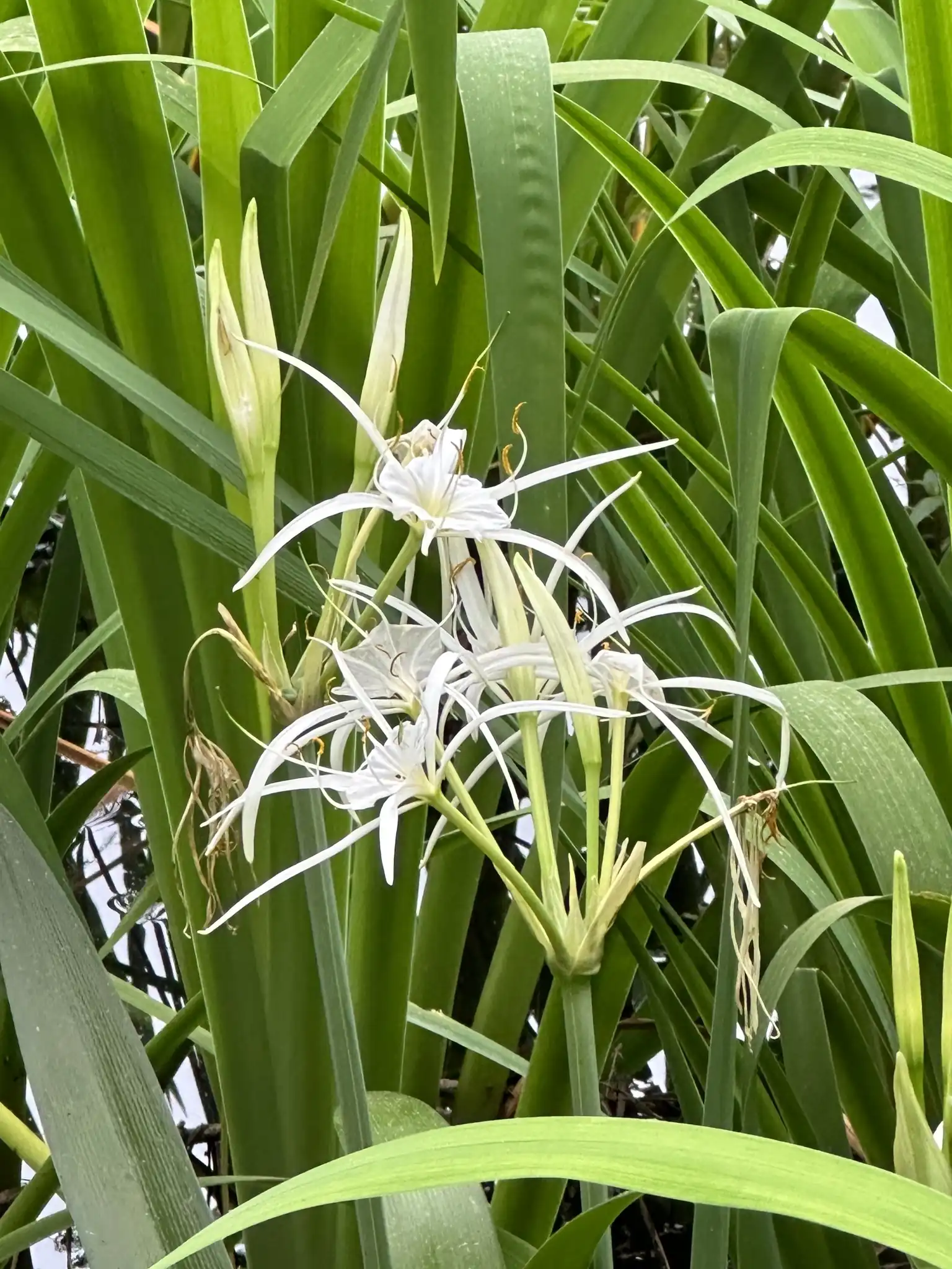 Spring Spiderlily