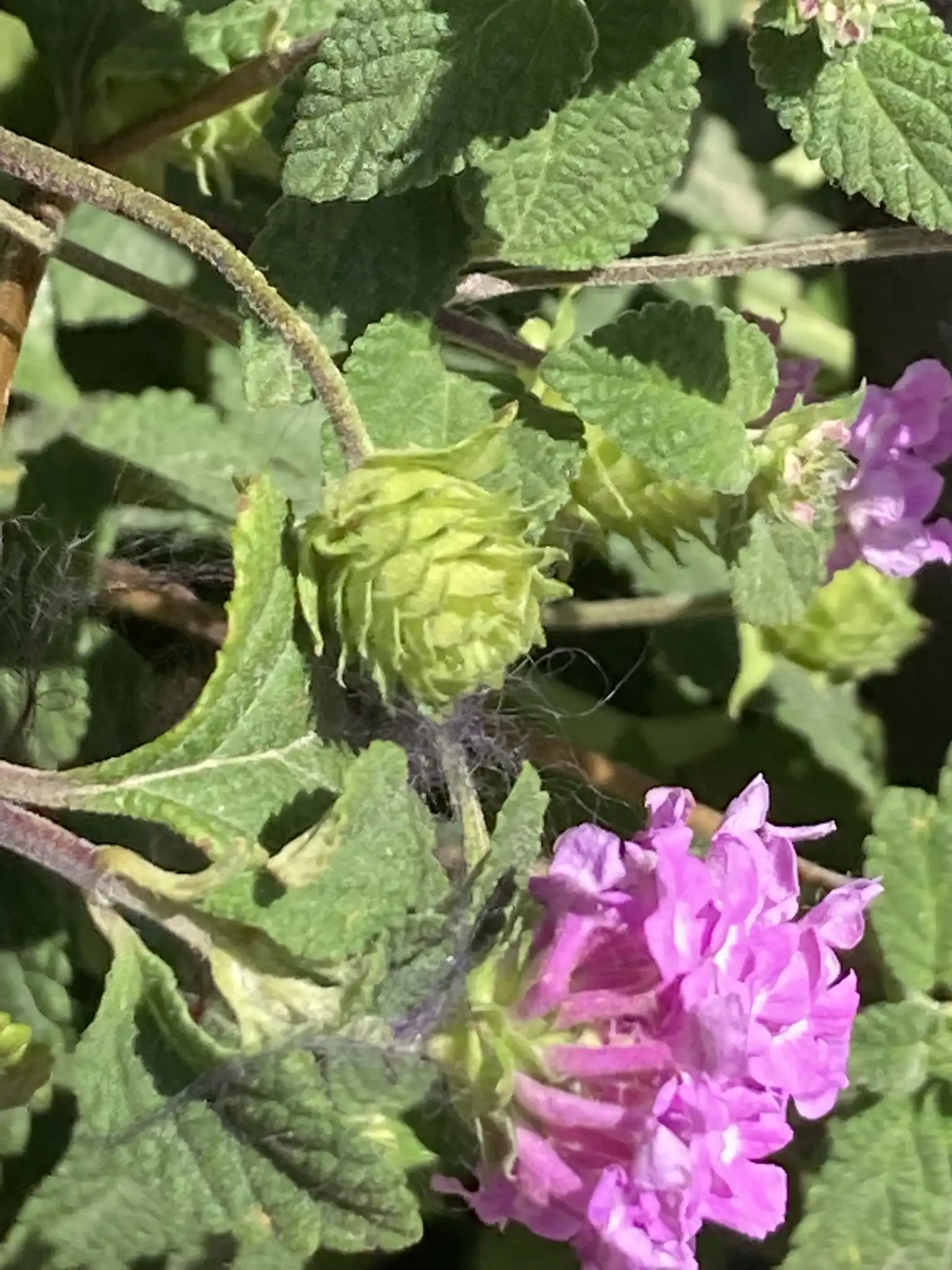 Trailing Lantana