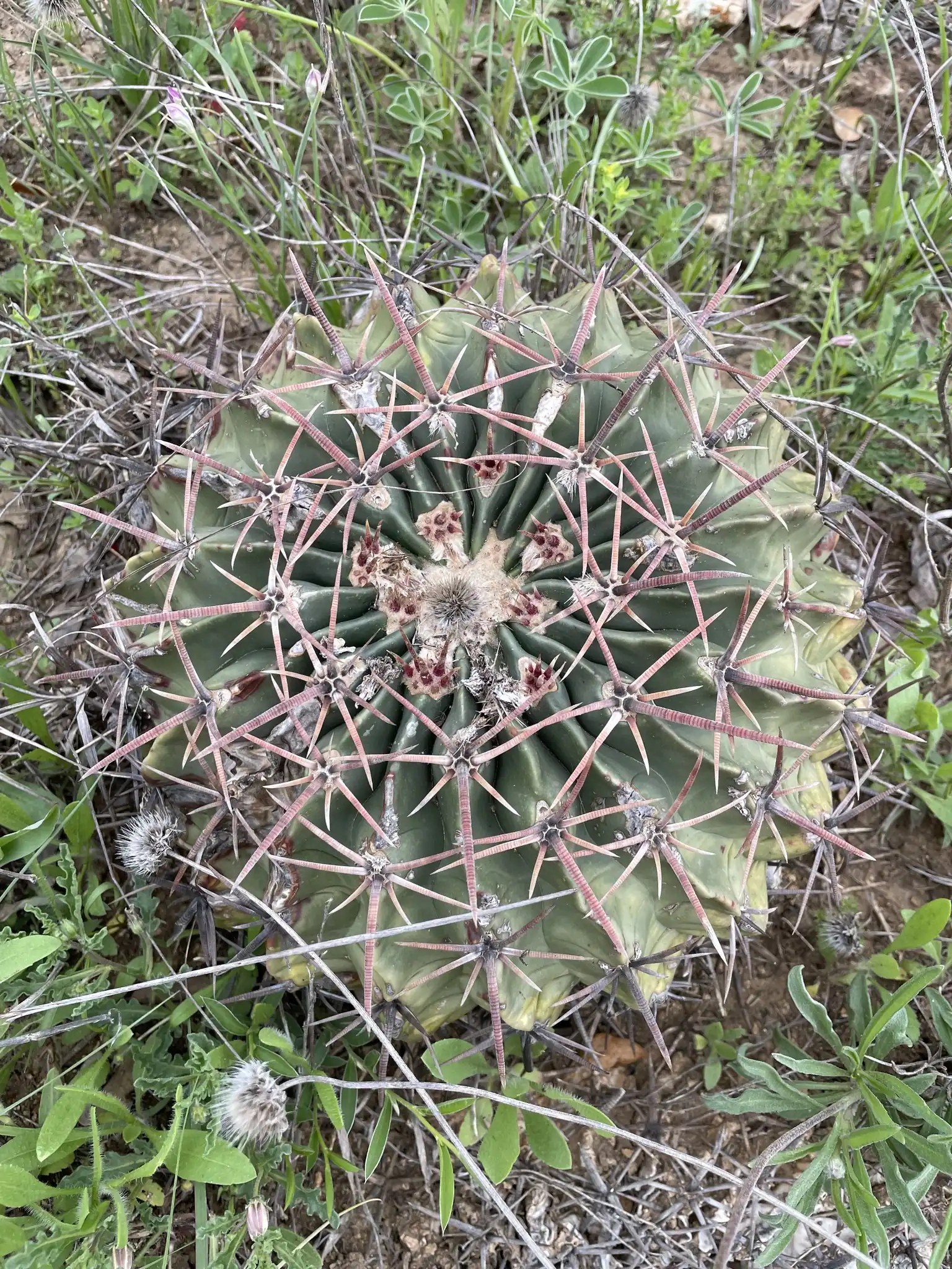 Horsecrippler Cactus