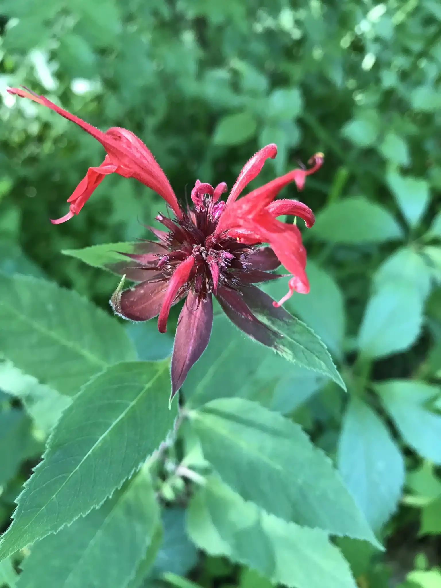 Bee Balm Oswego Tea