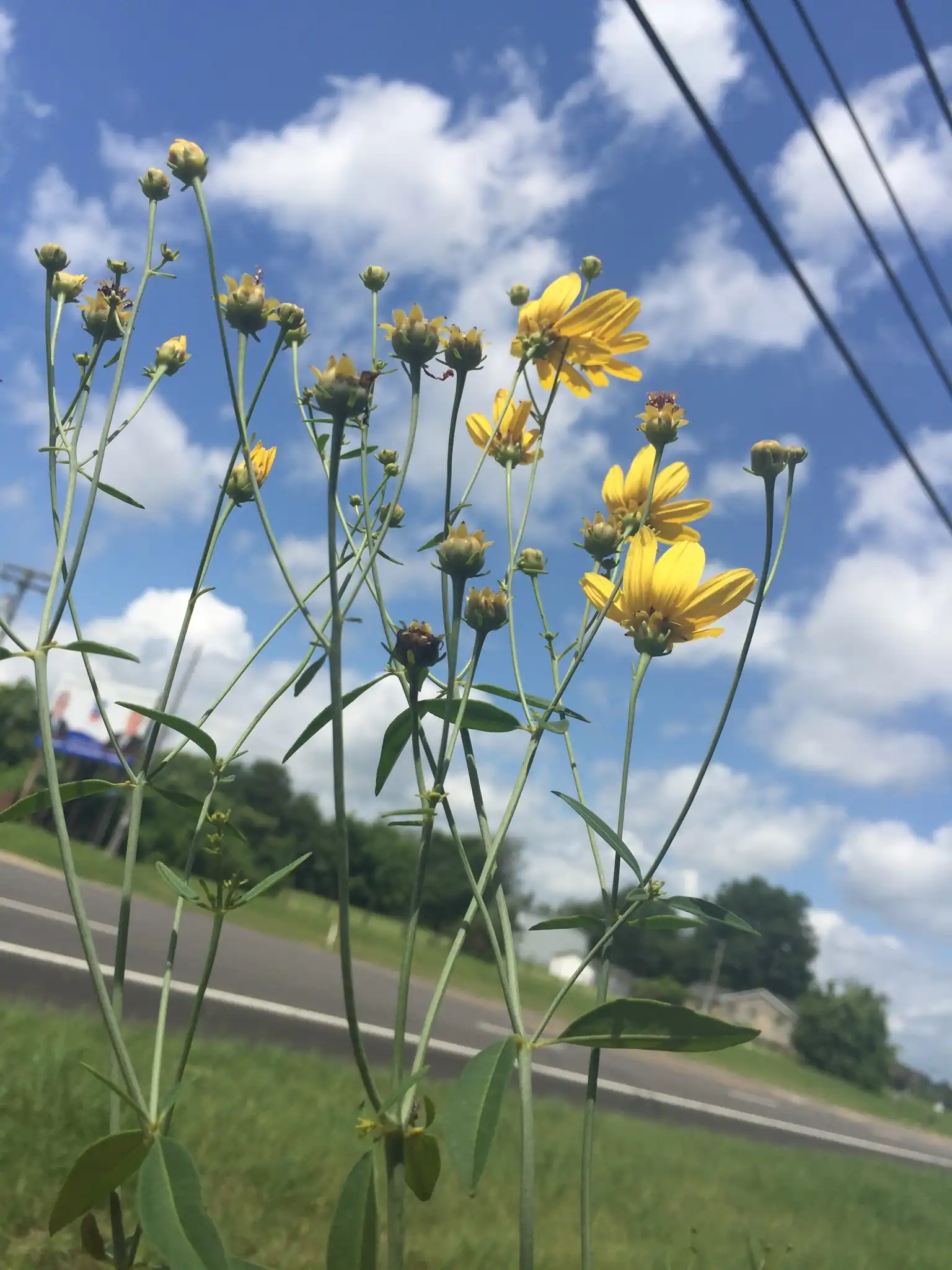 Tall Tickseed