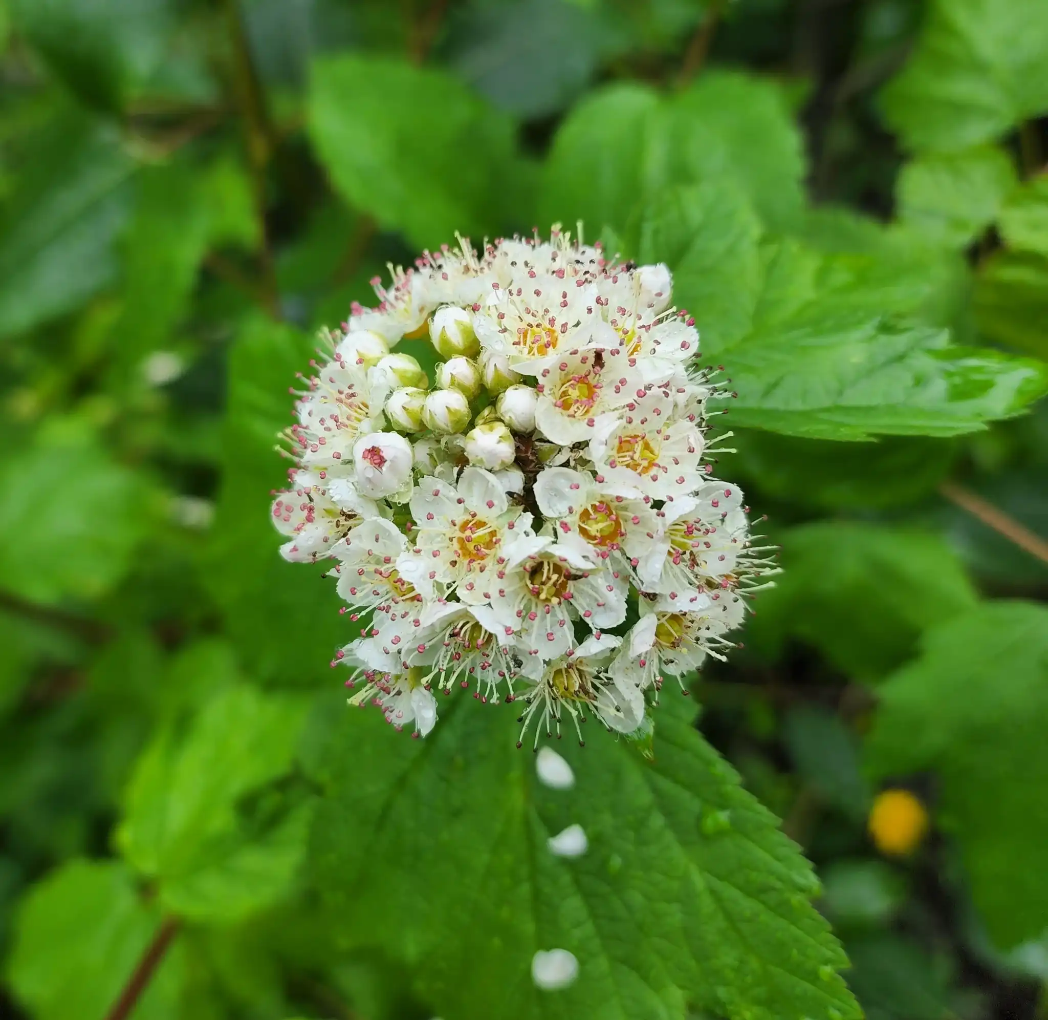 Pacific Ninebark