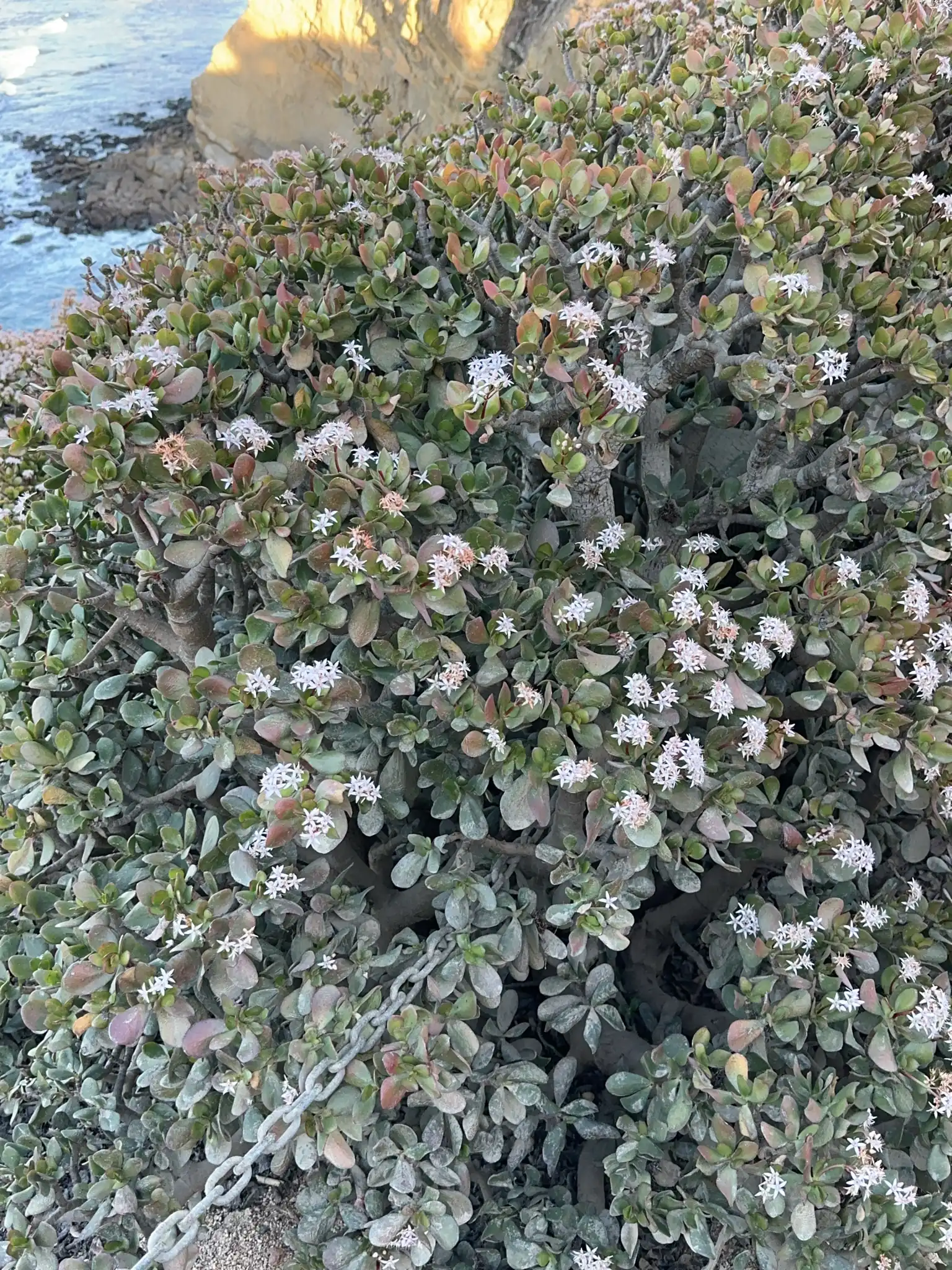 Jade Plant