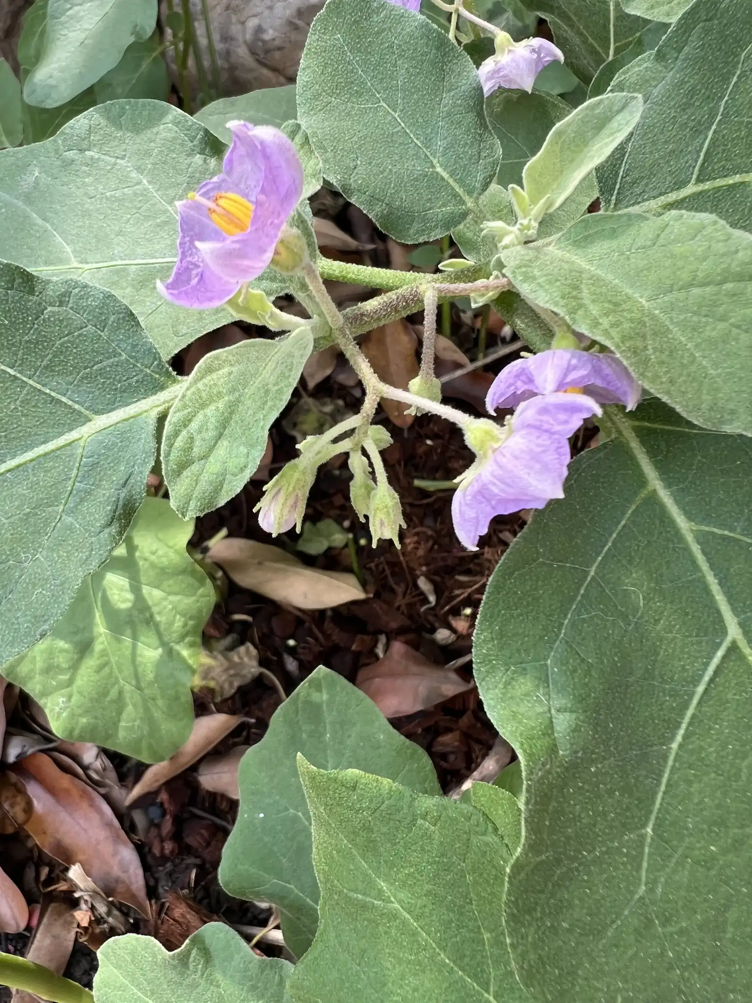 Eggplant
