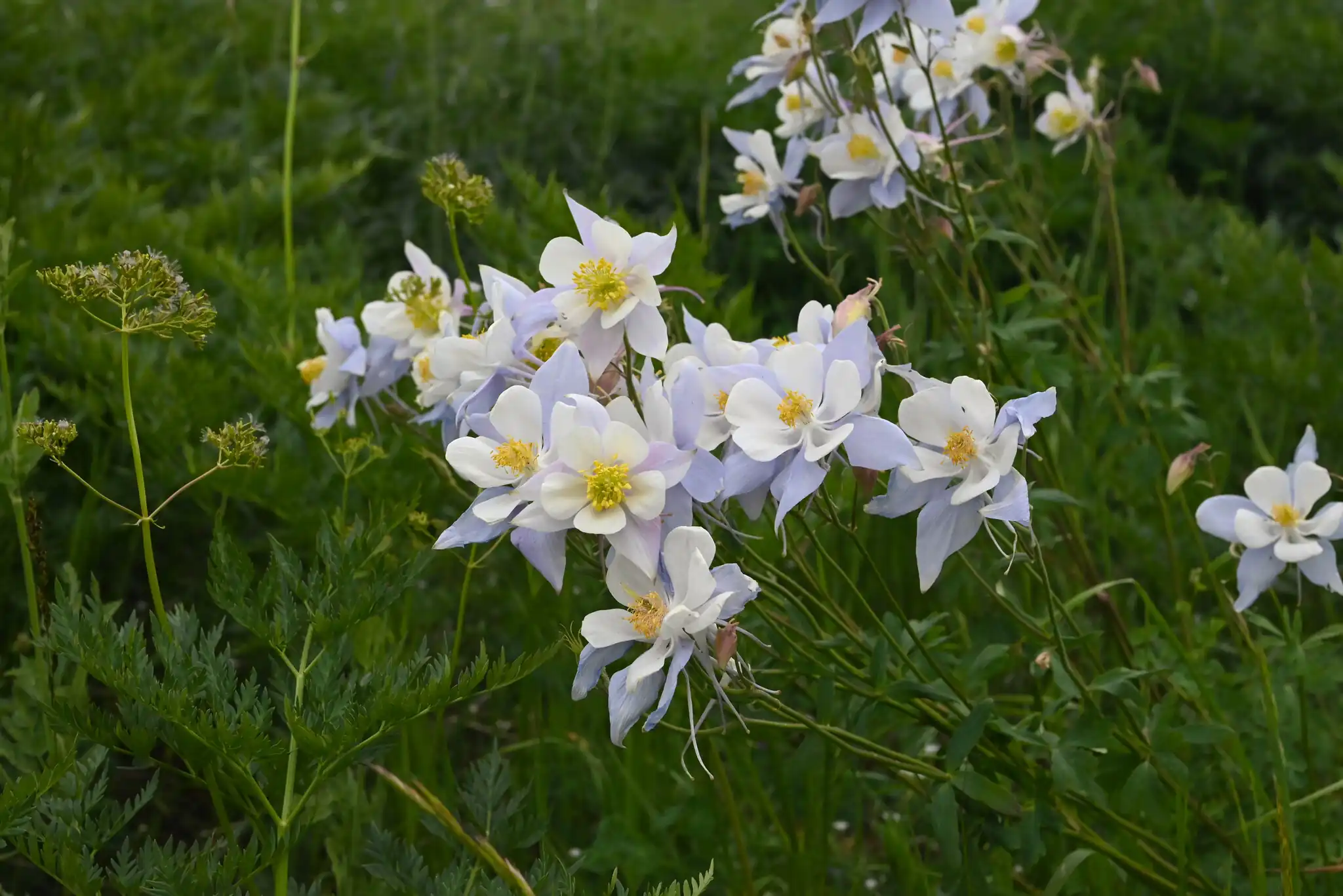 Colorado Blue Columbine
