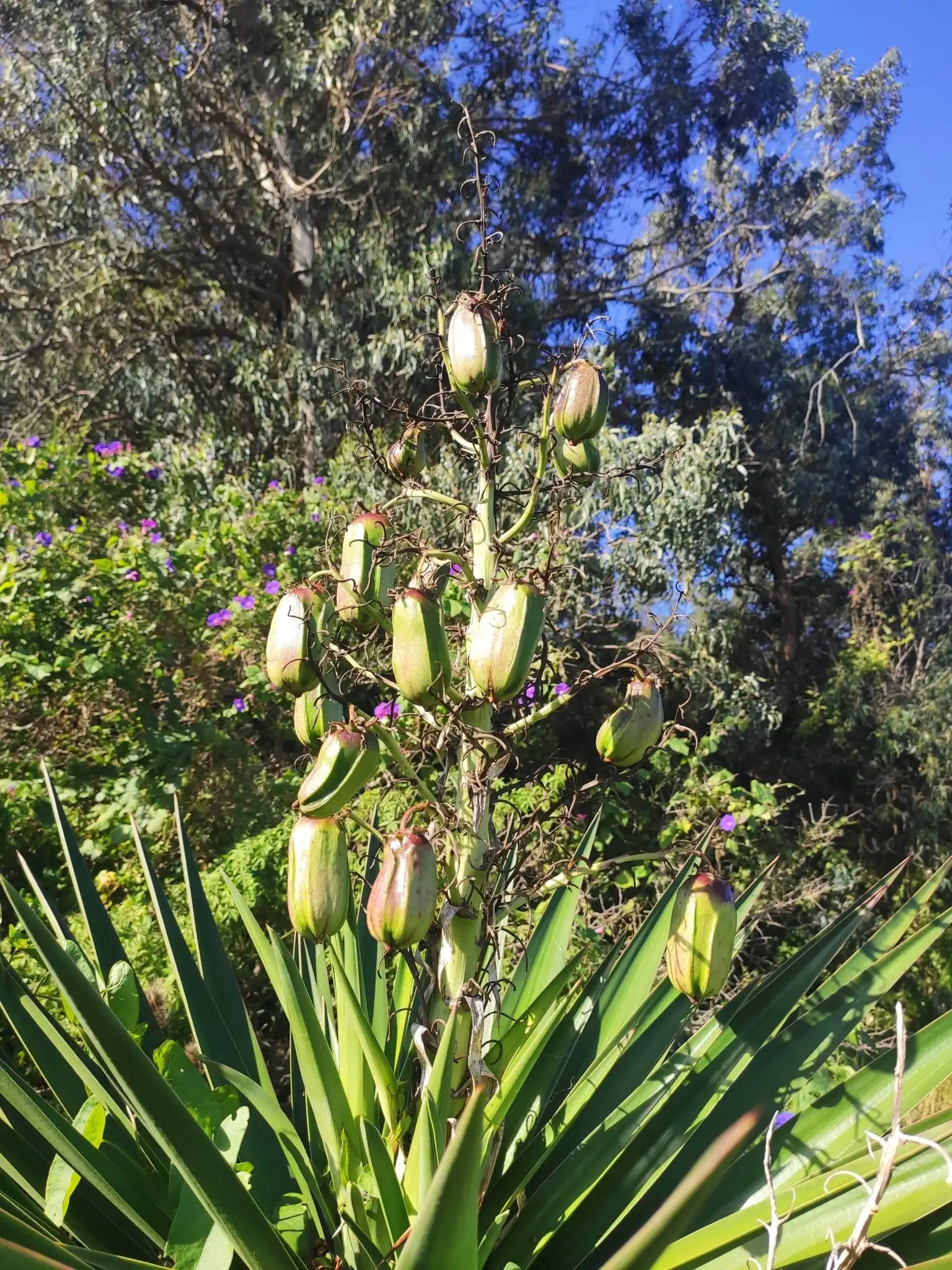 Spanish Dagger