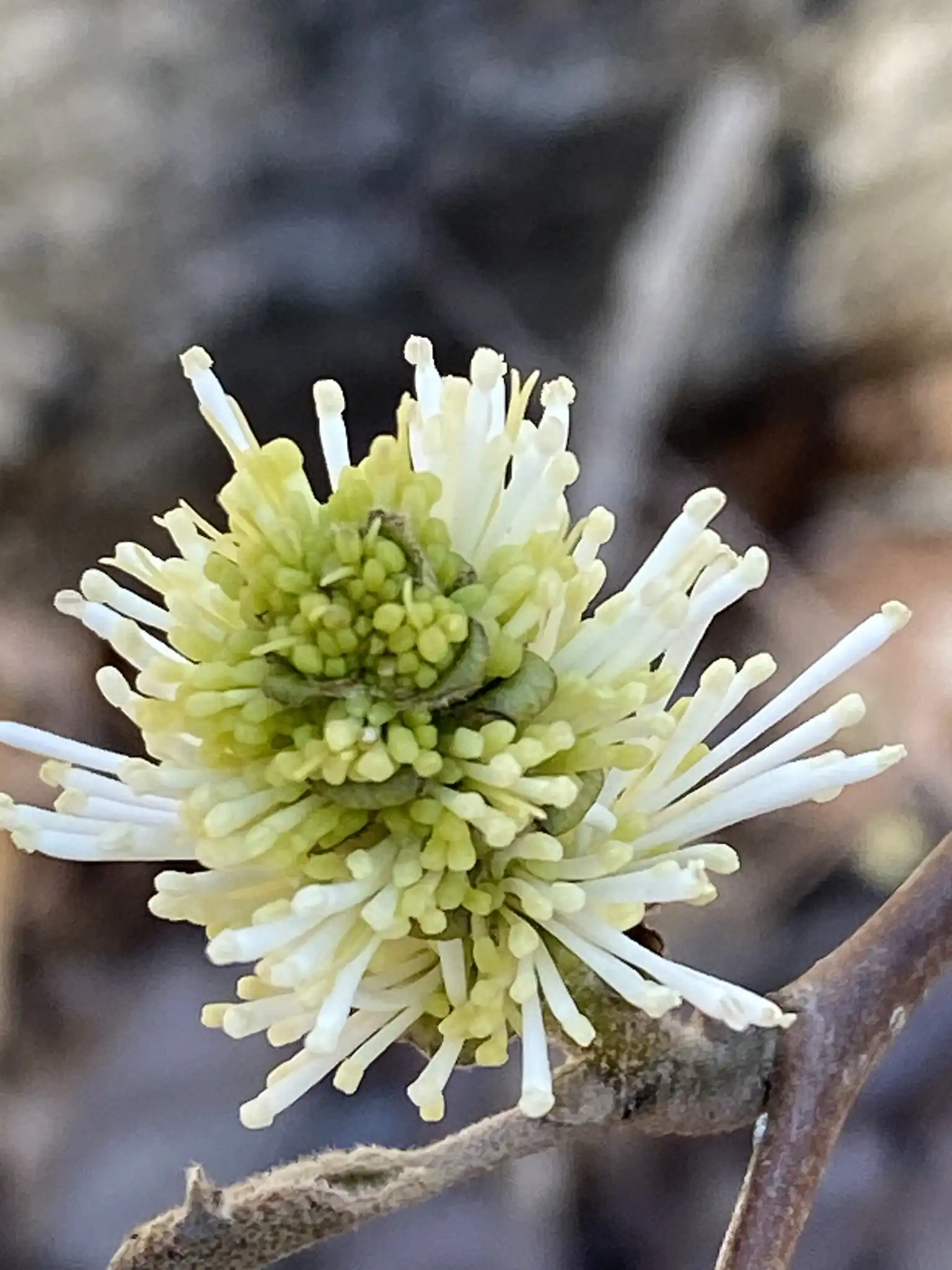 Mt. Airy Fothergilla