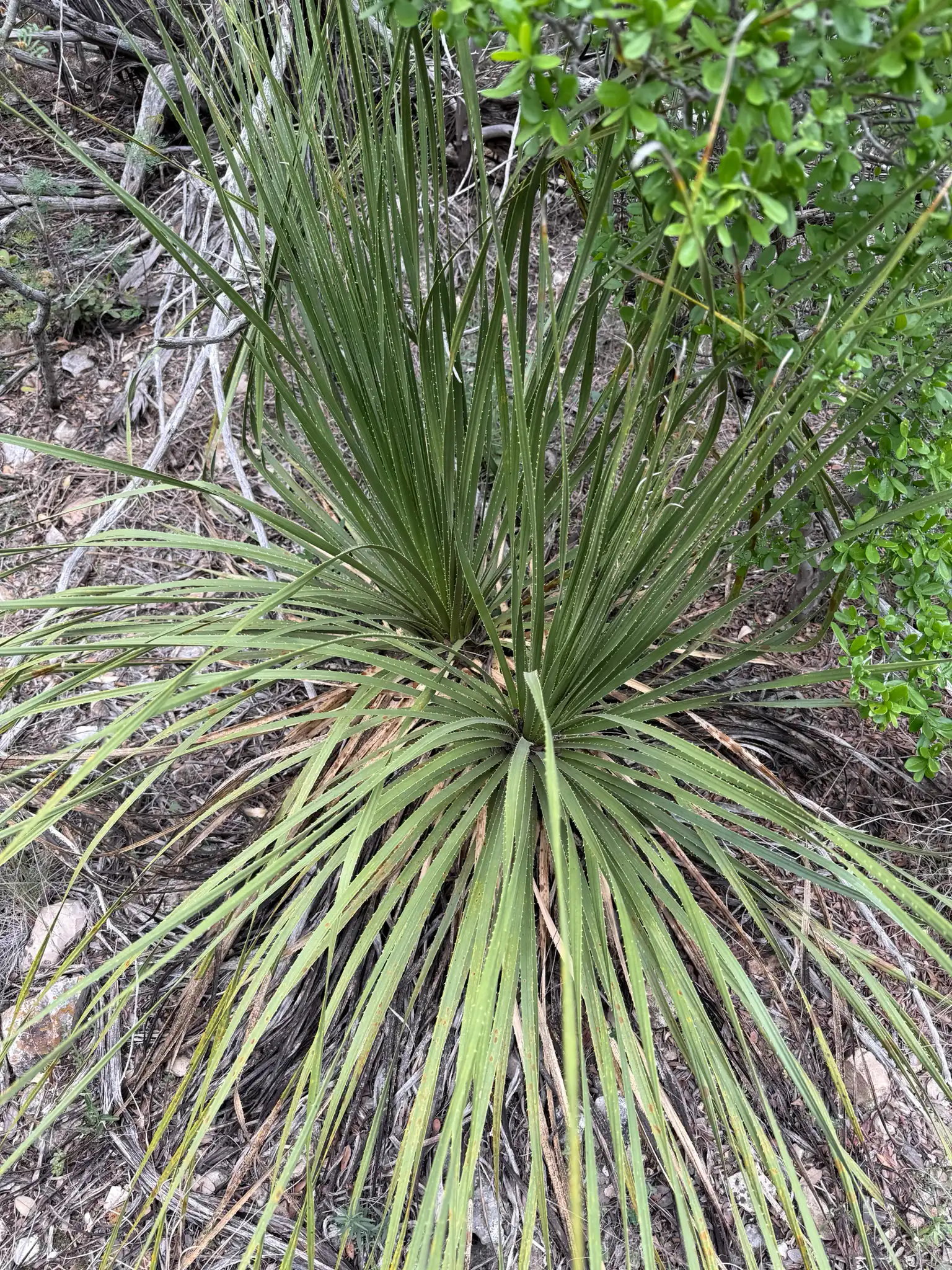 Texas Sotol