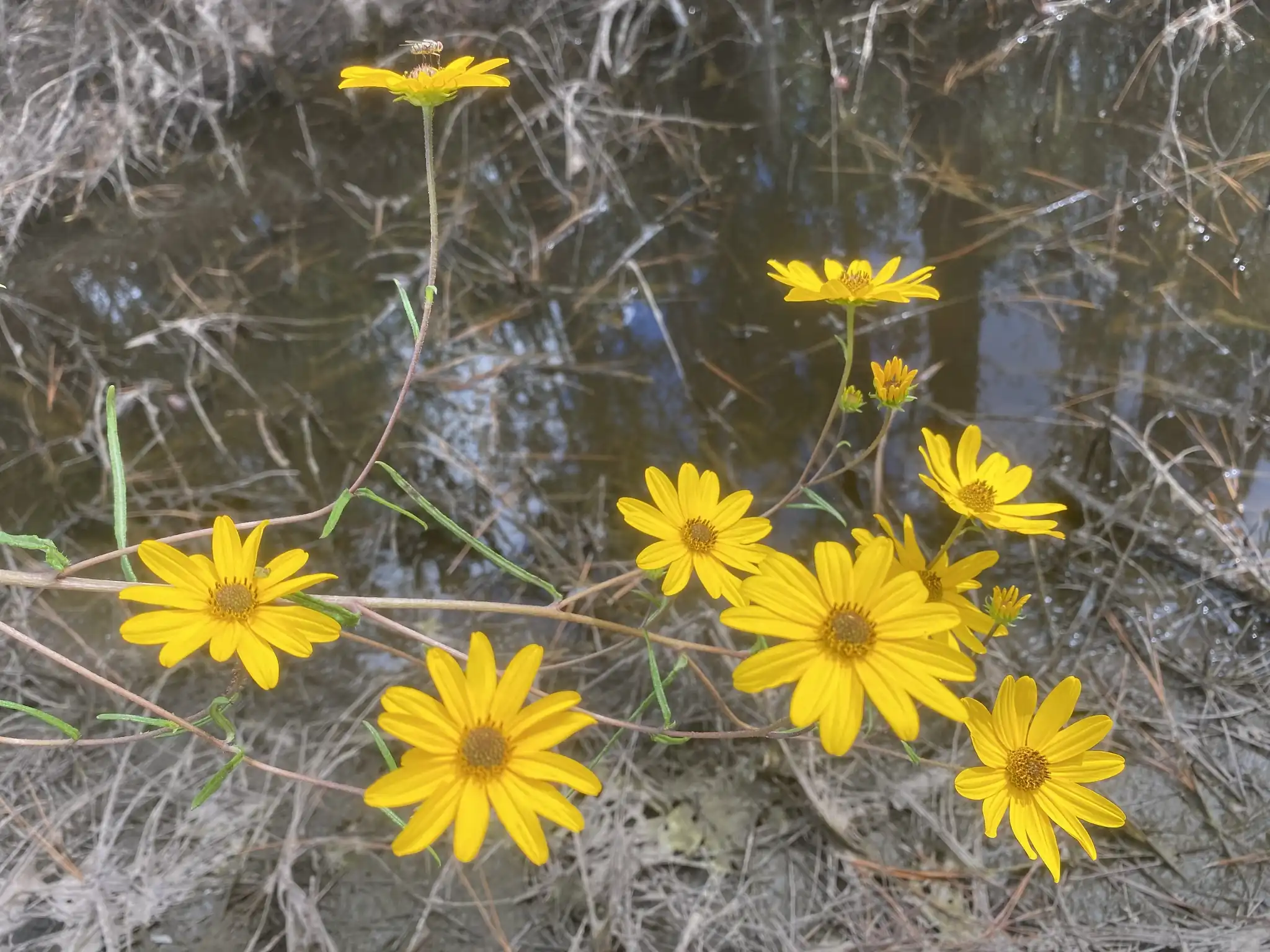 Swamp Sunflower