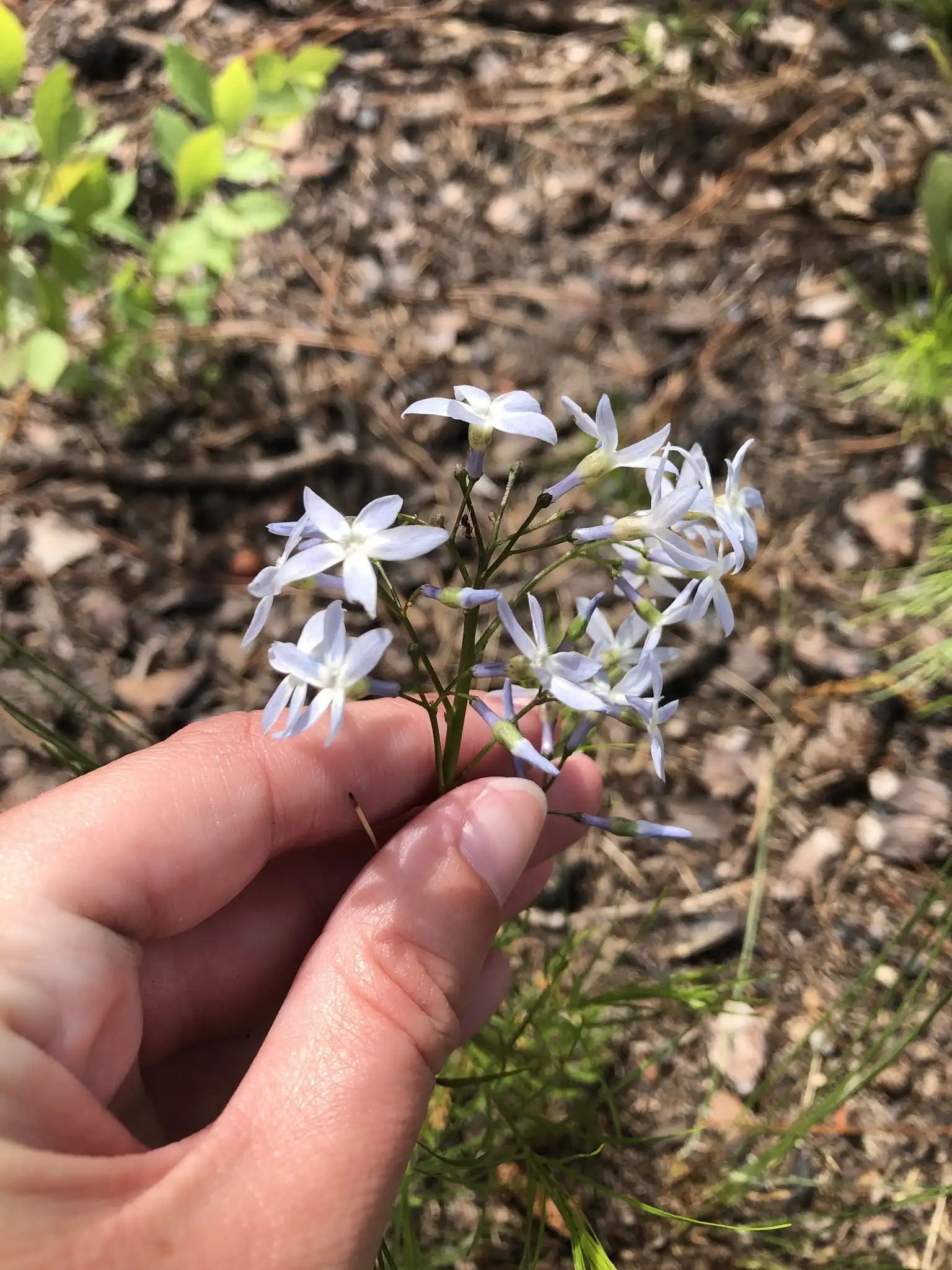 Blue Star Amsonia