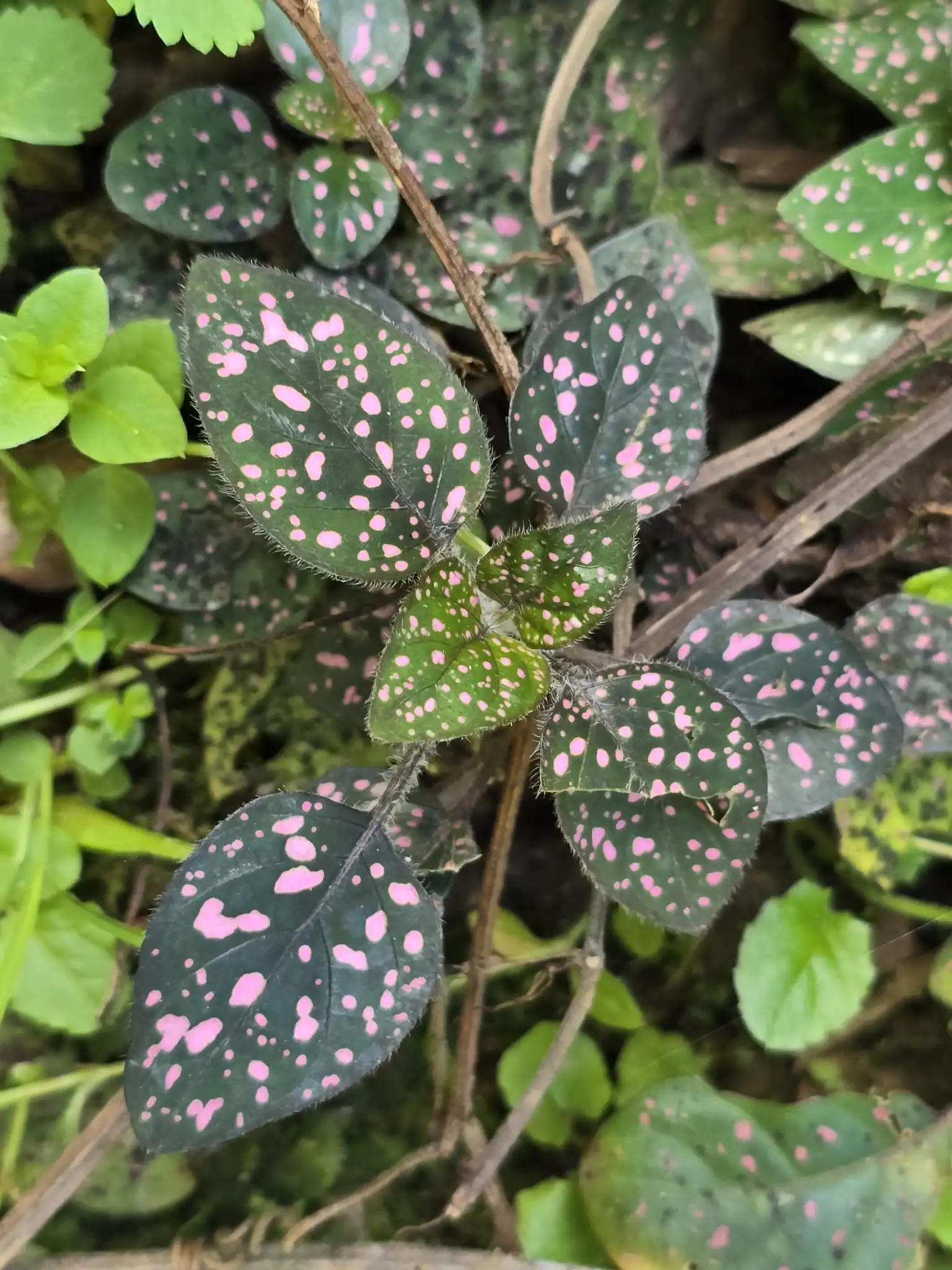 Polka Dot Plant