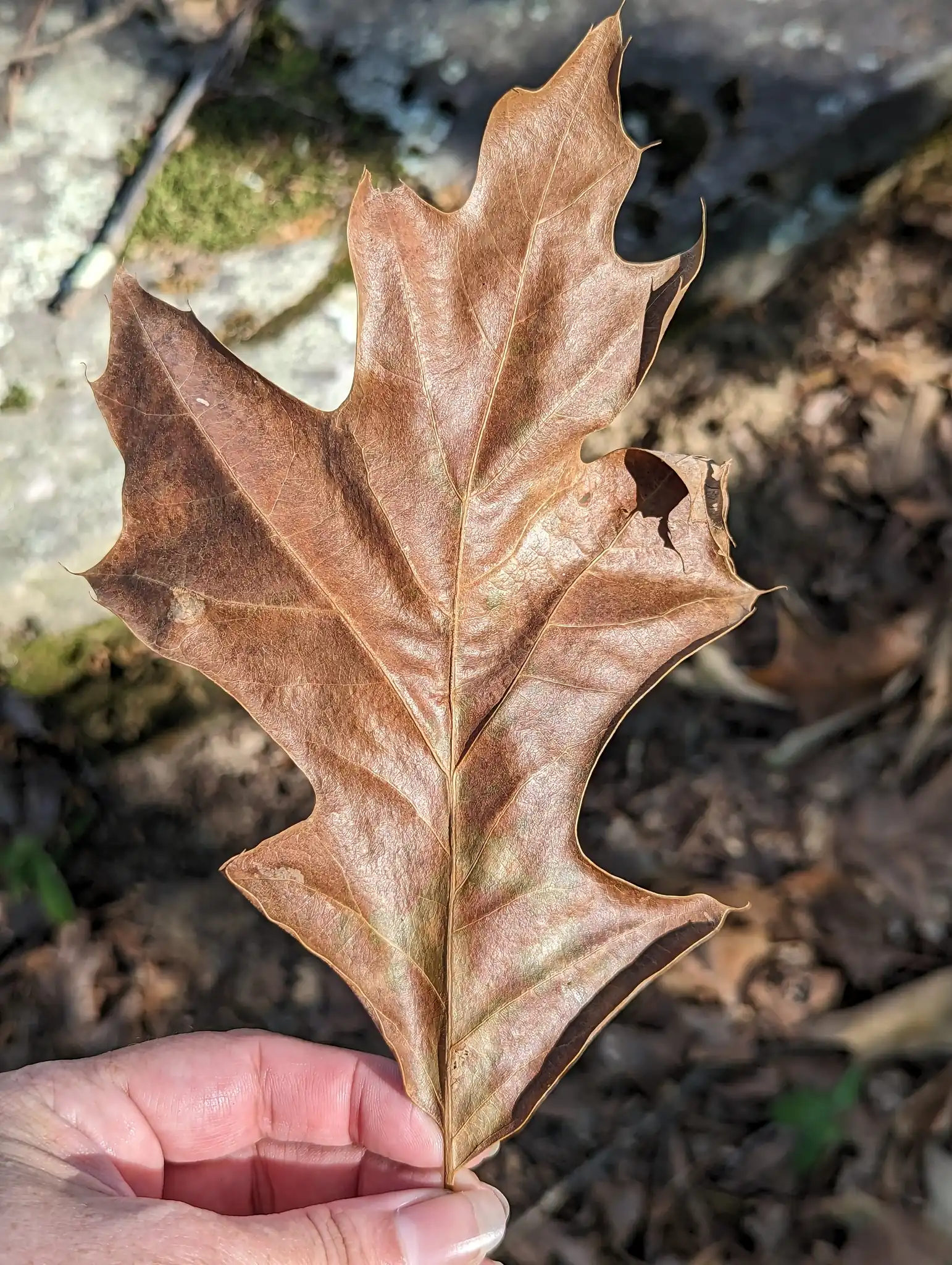 Cherrybark Oak