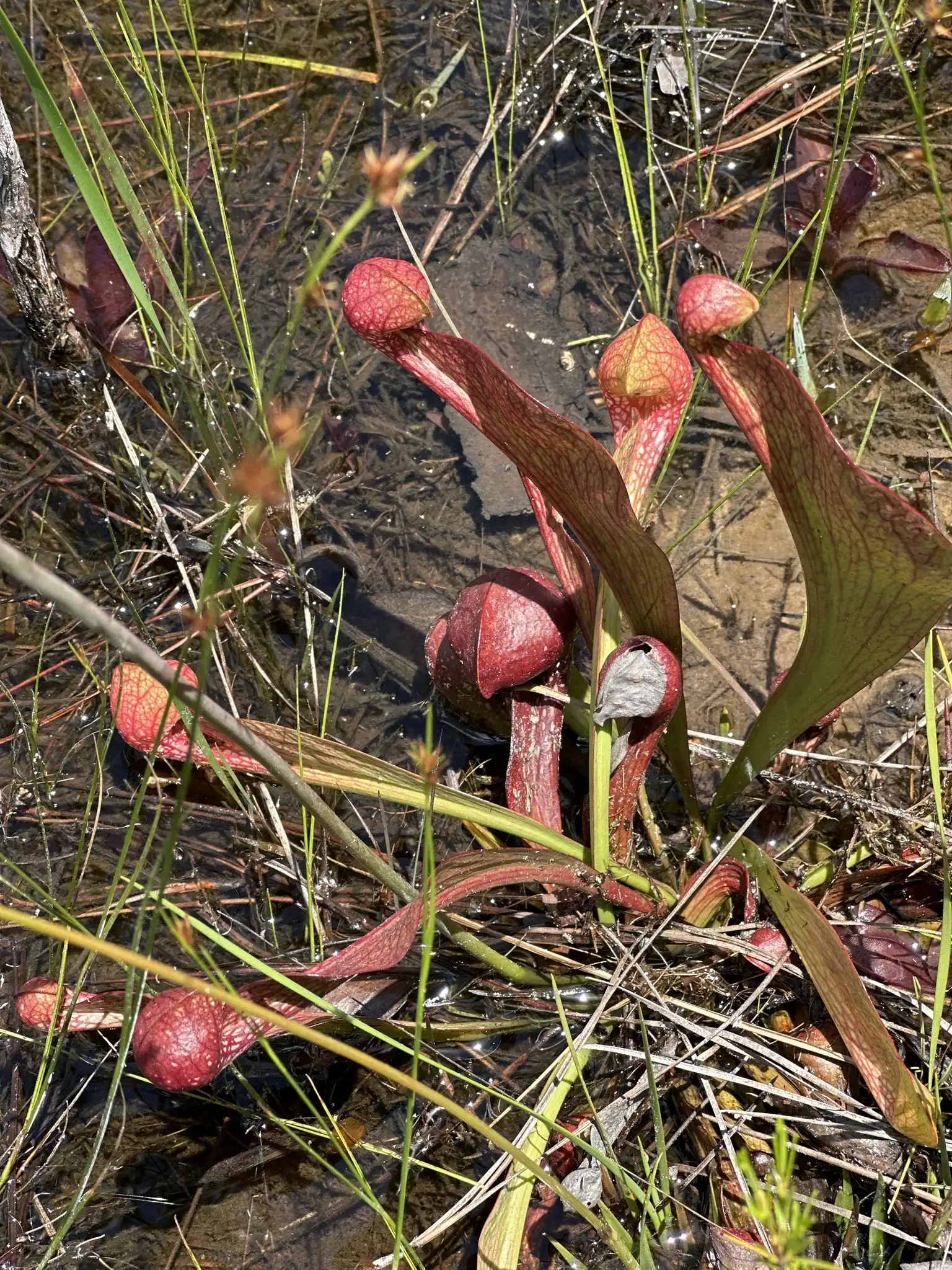 Parrot Pitcher Plant