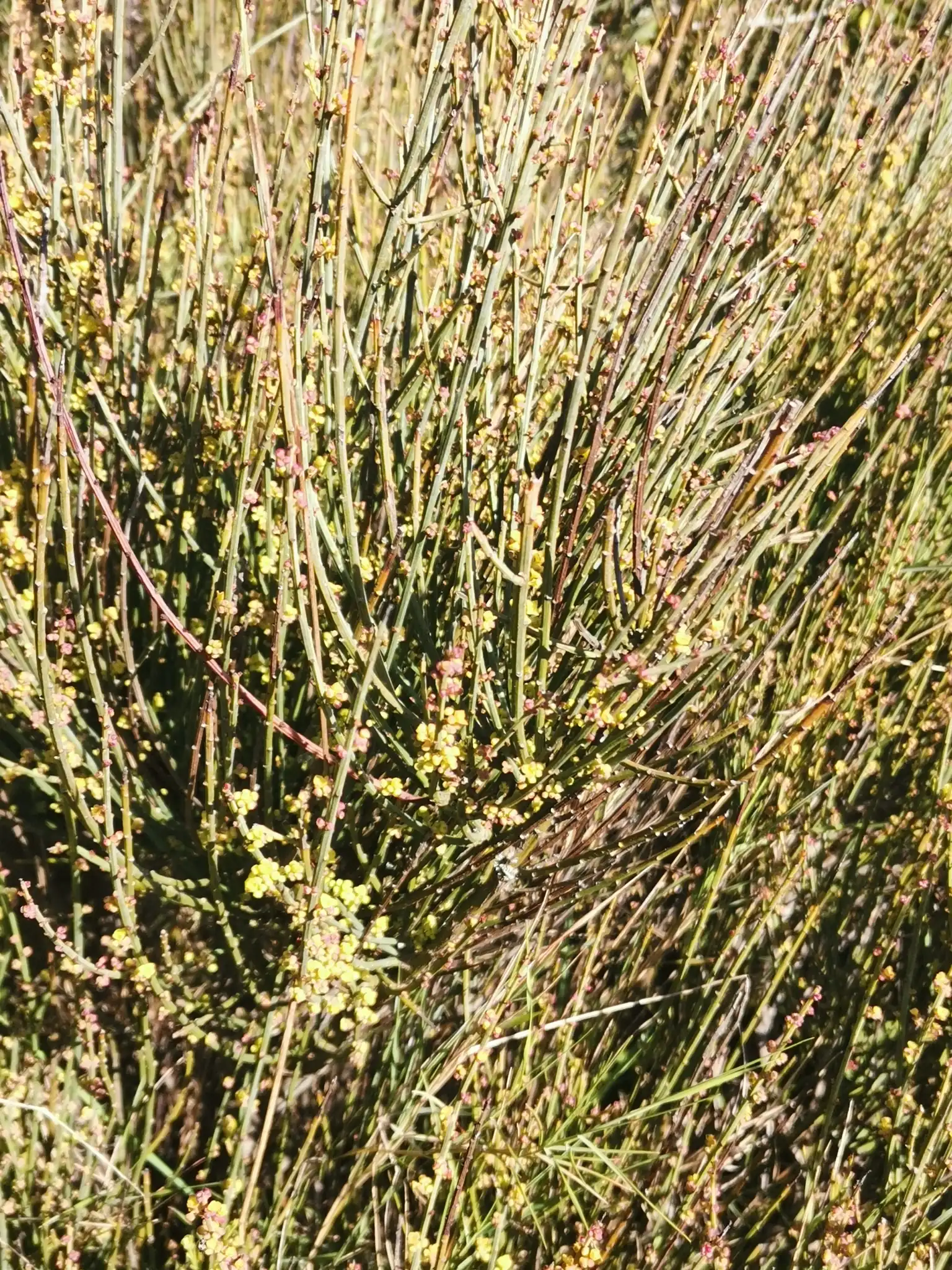 Nebrodes Joint Pine