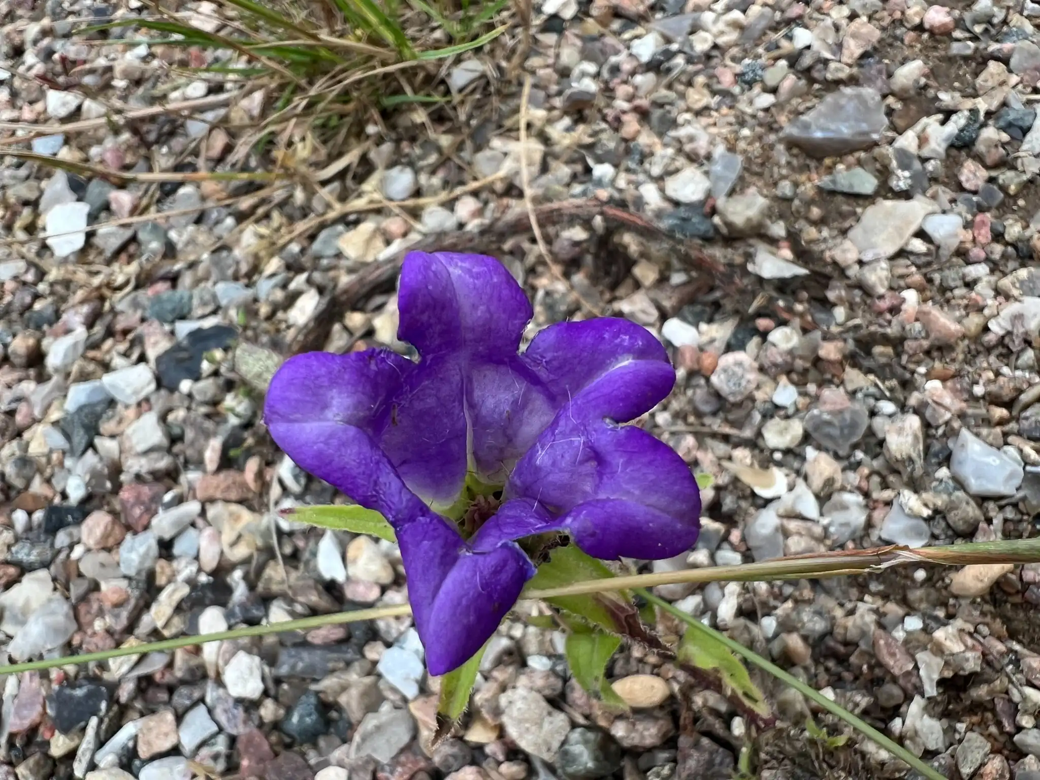 Canterbury Bells
