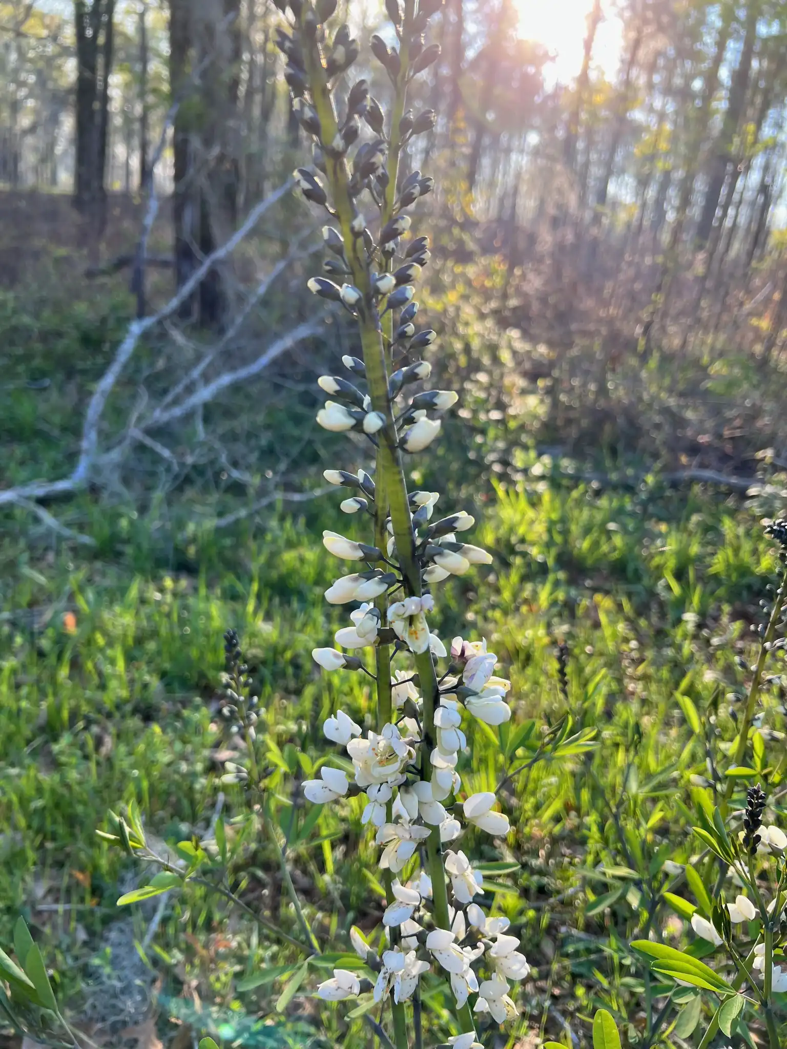 White Wild Indigo